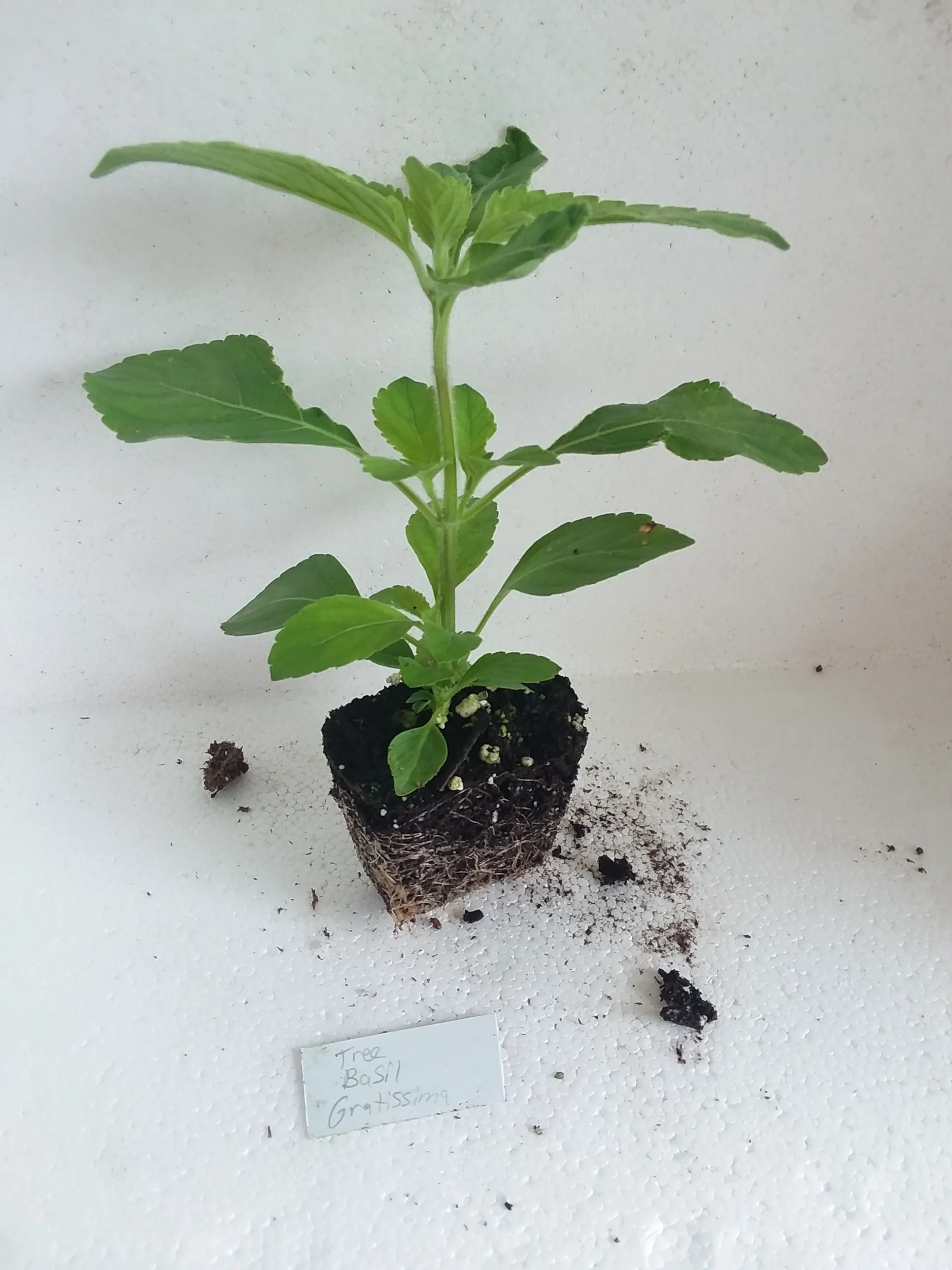 Basil Gratissima Tree Basil starter plant