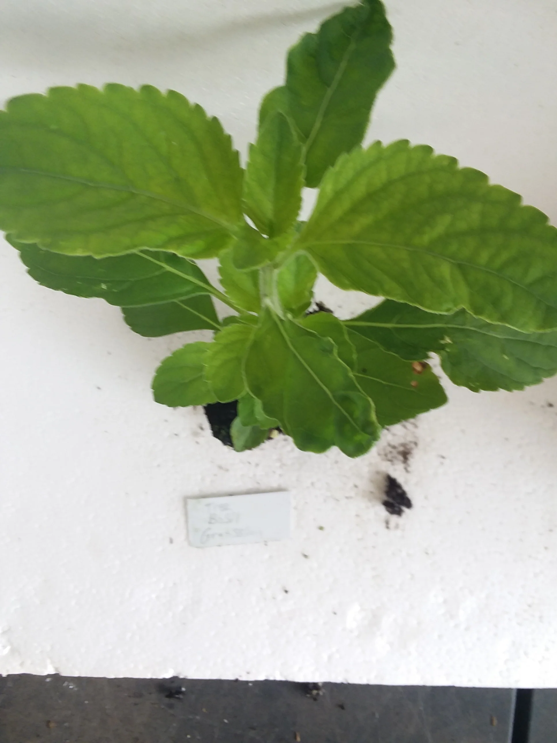 Basil Gratissima Tree Basil starter plant - Image 2