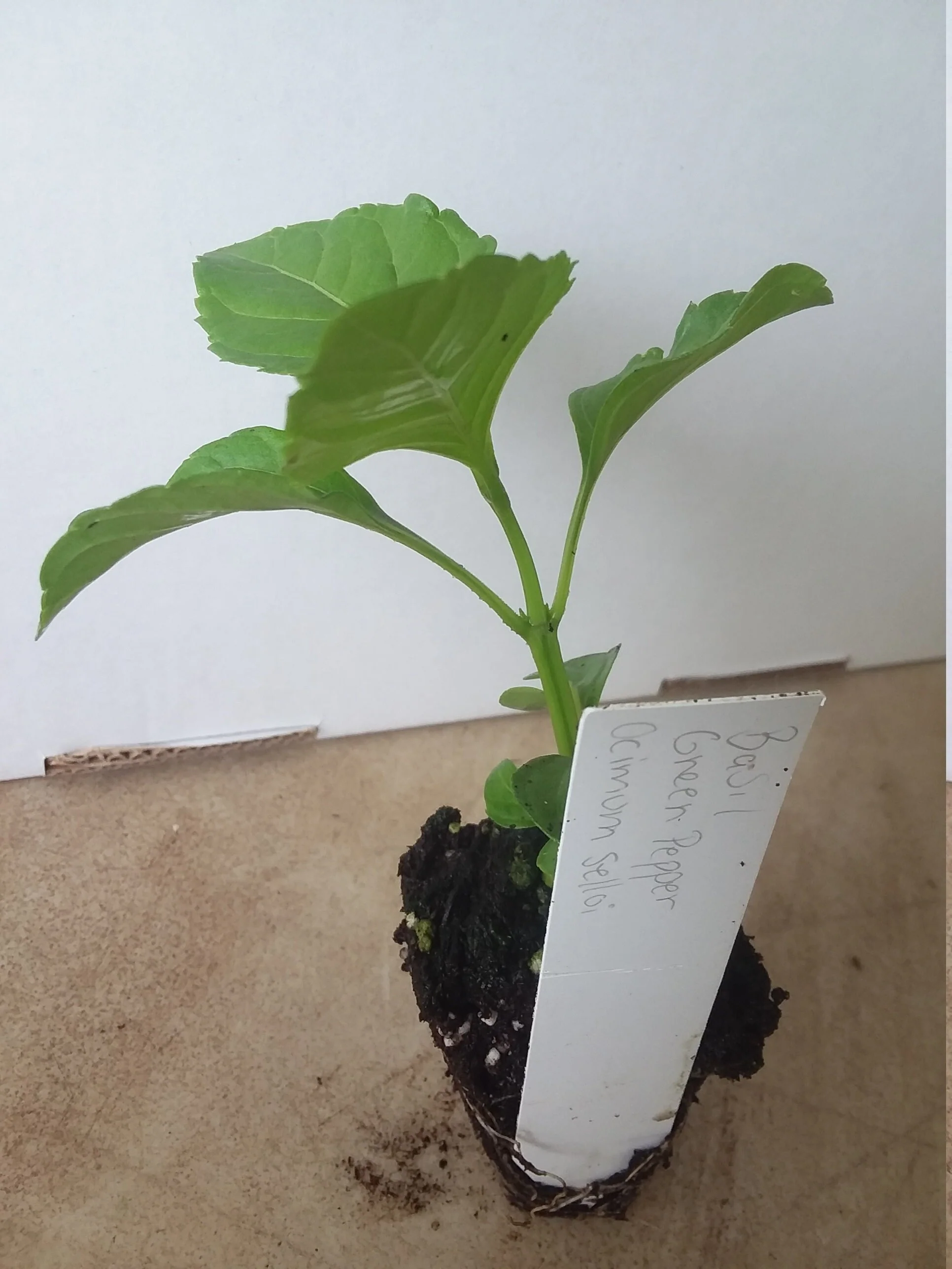 Basil 'Green Pepper' - Image 3