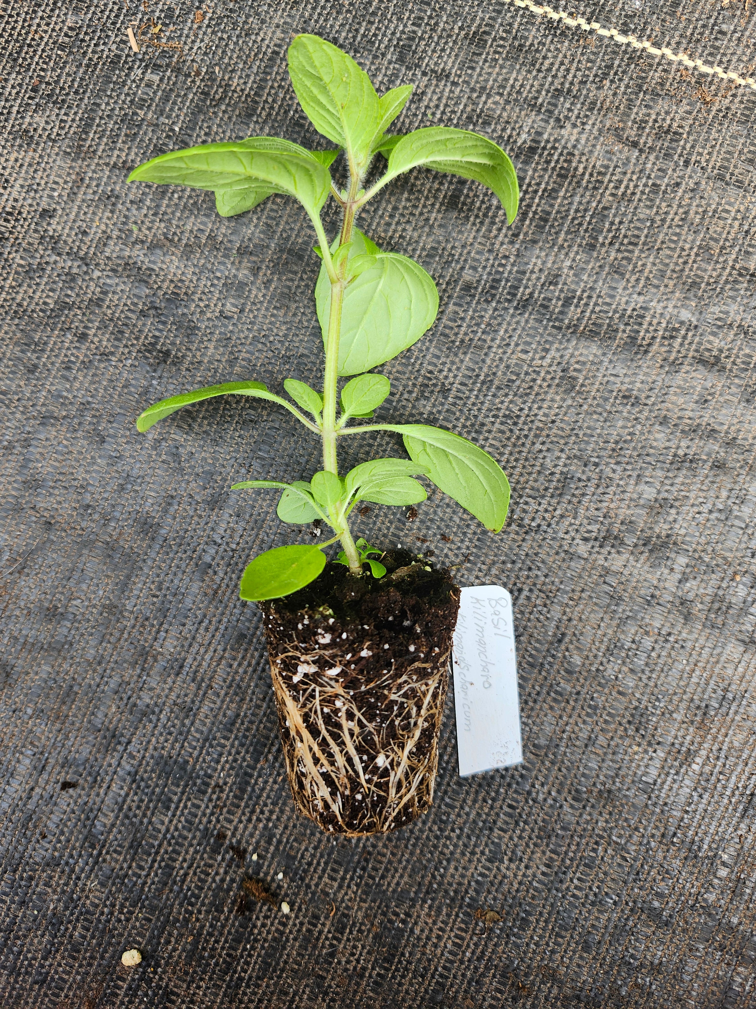 Basil Kilimancharo Kilimandscharicum - Image 3