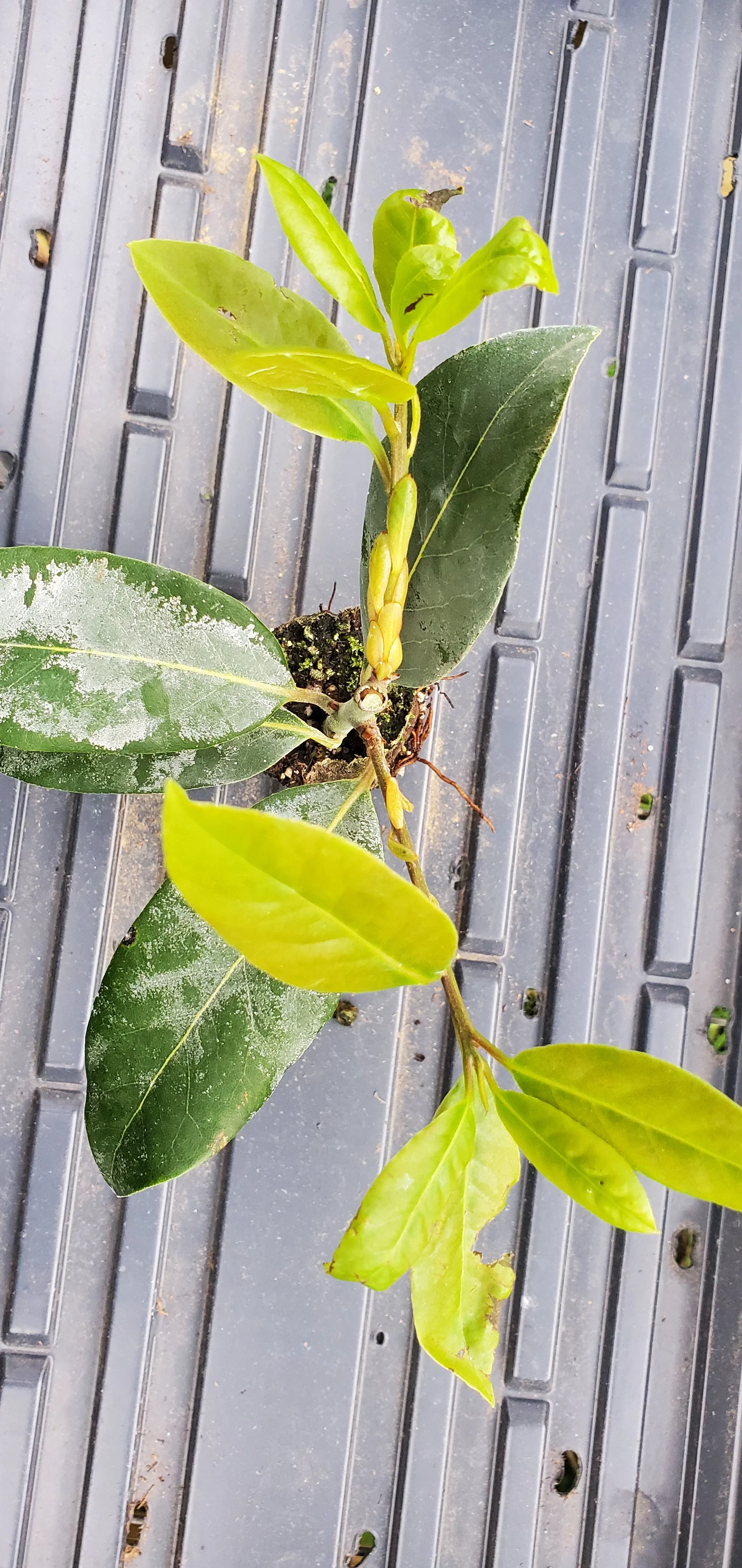 Bay Laurus Nobilis