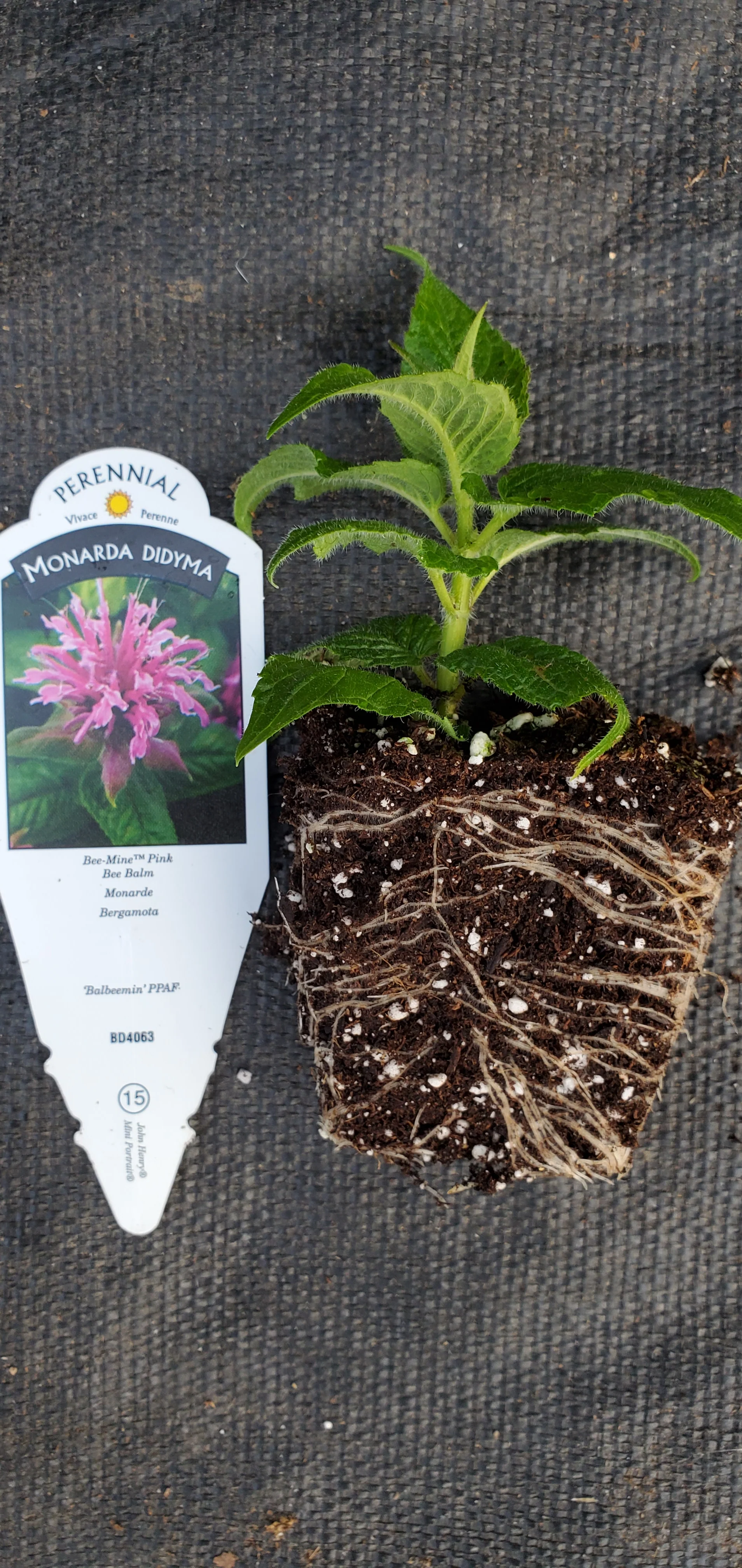 Bee-Mine Pink Monarda didyma - Image 2