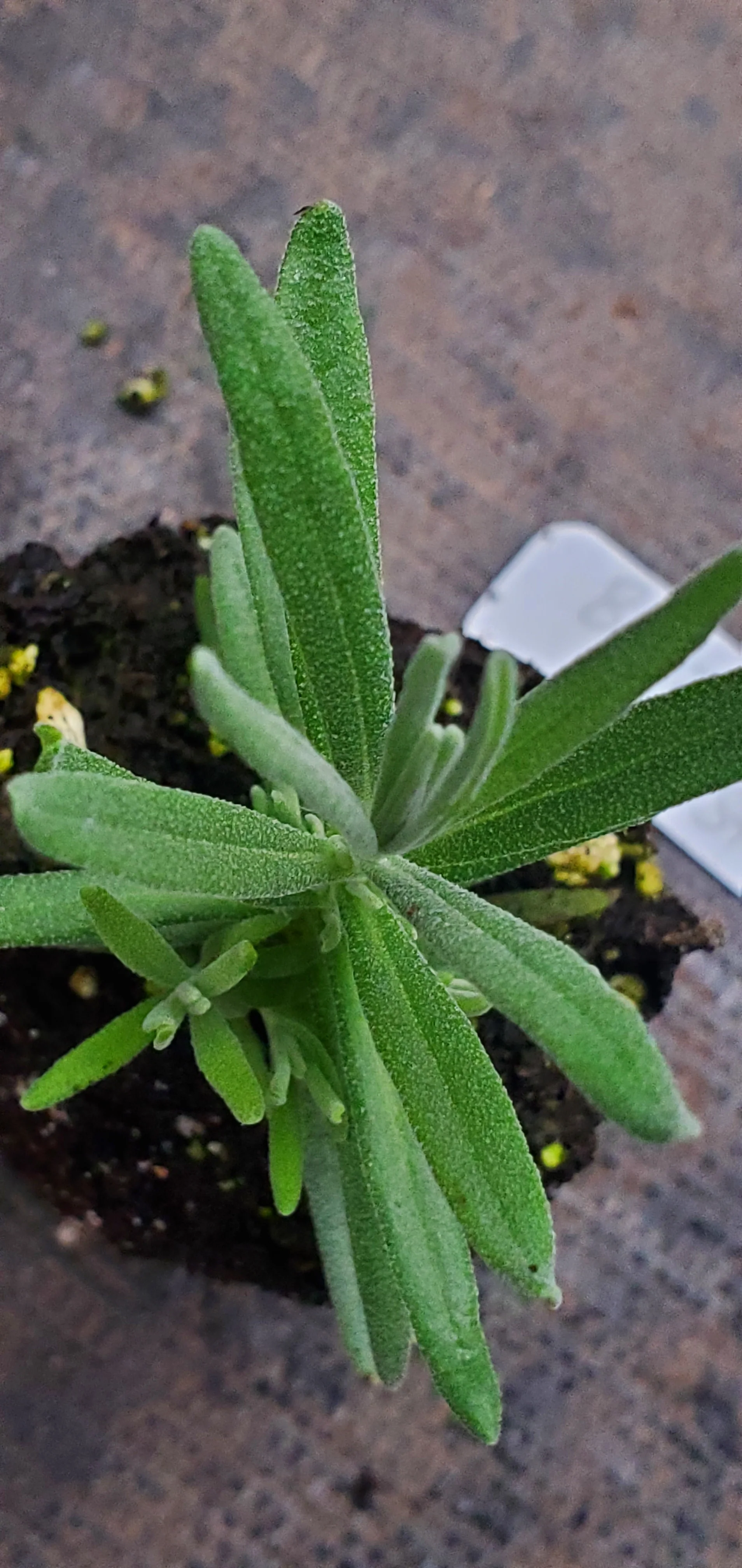 BeeZee White Star Lavender