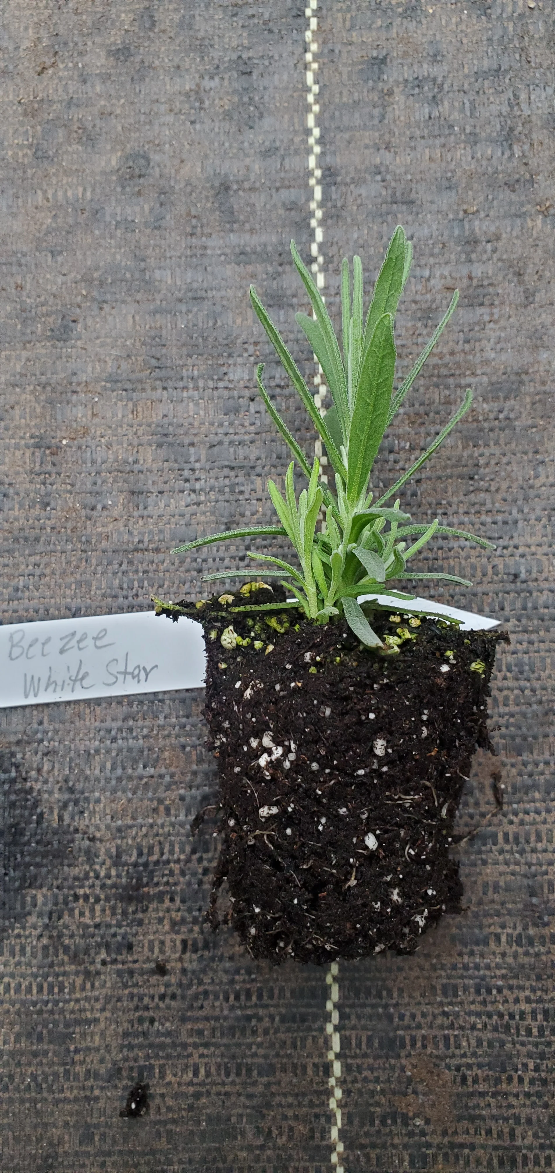 BeeZee White Star Lavender - Image 2