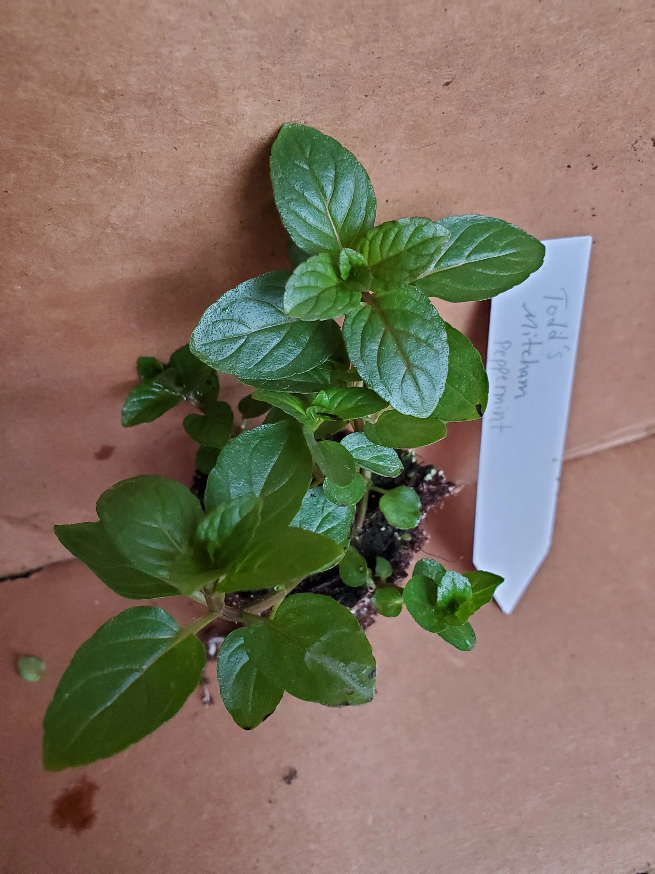 Todd's Mitcham Peppermint