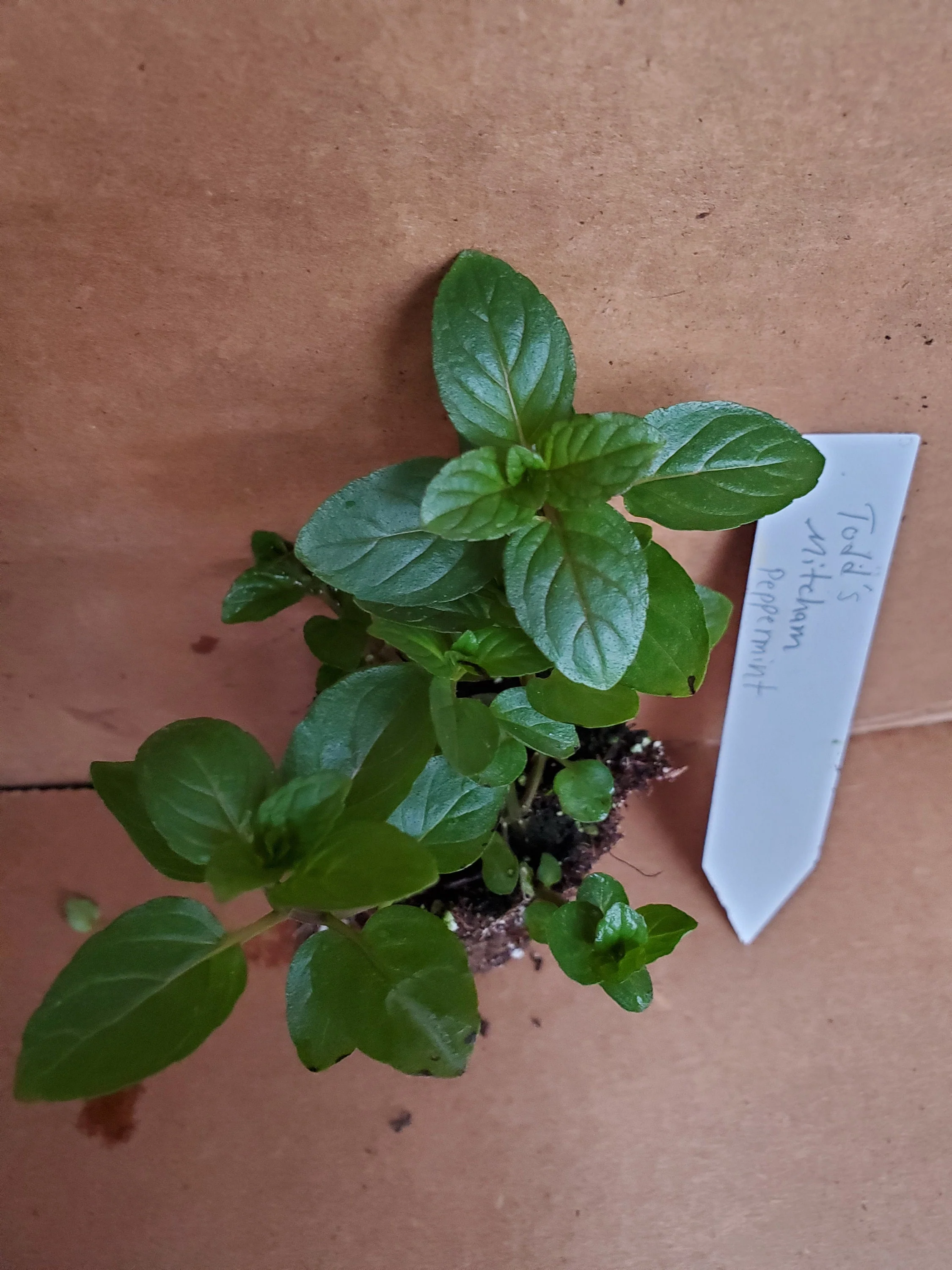 Todd's Mitcham Peppermint - Image 2