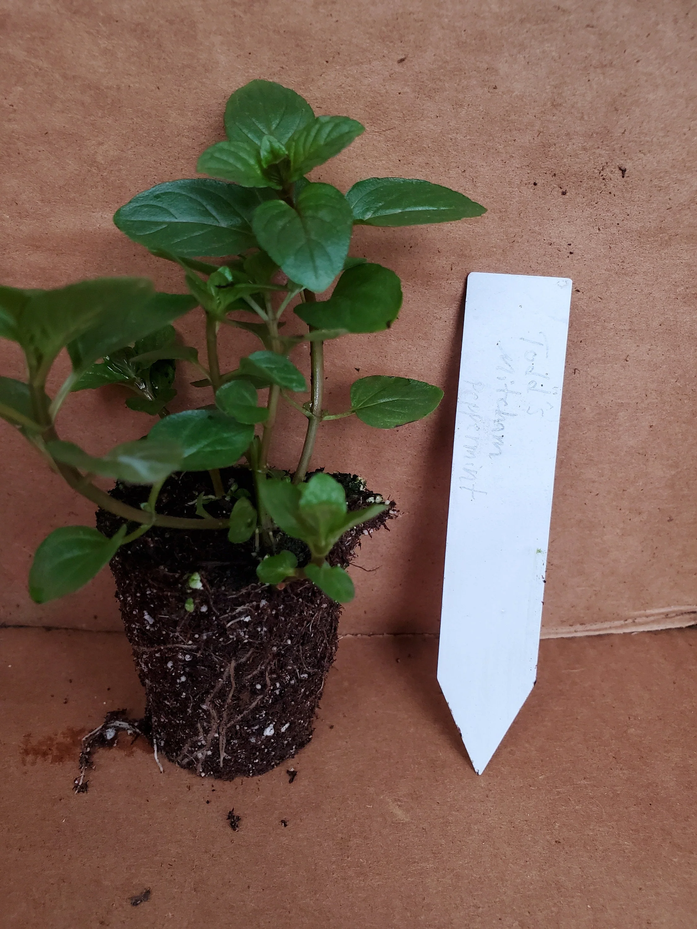 Todd's Mitcham Peppermint - Image 3