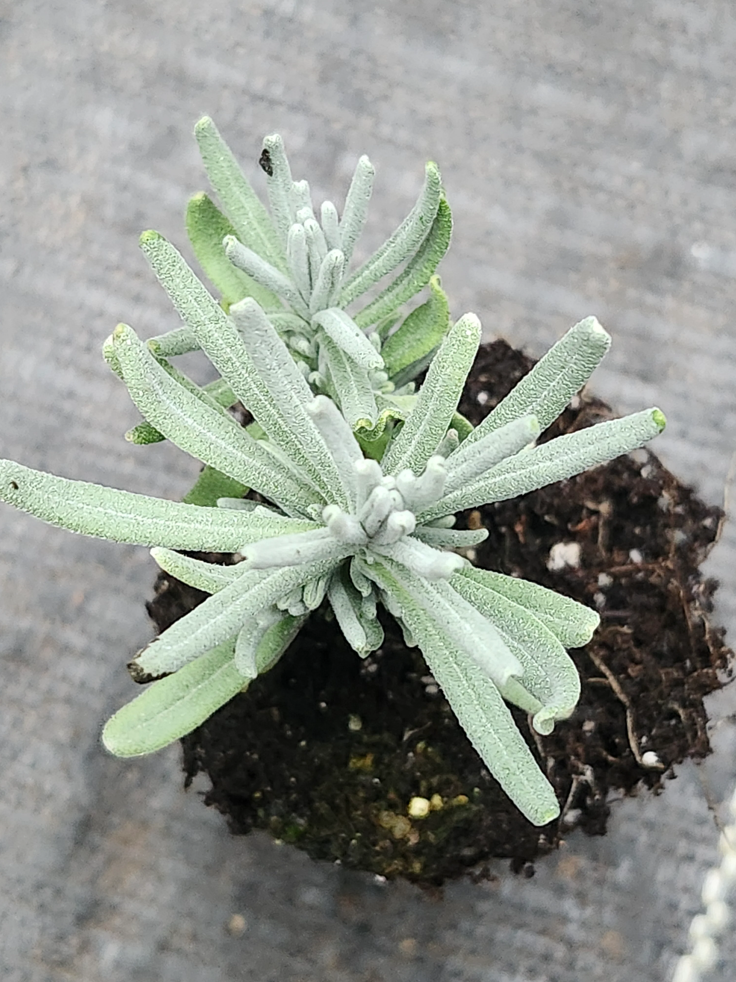 Blue Jeans Lavender