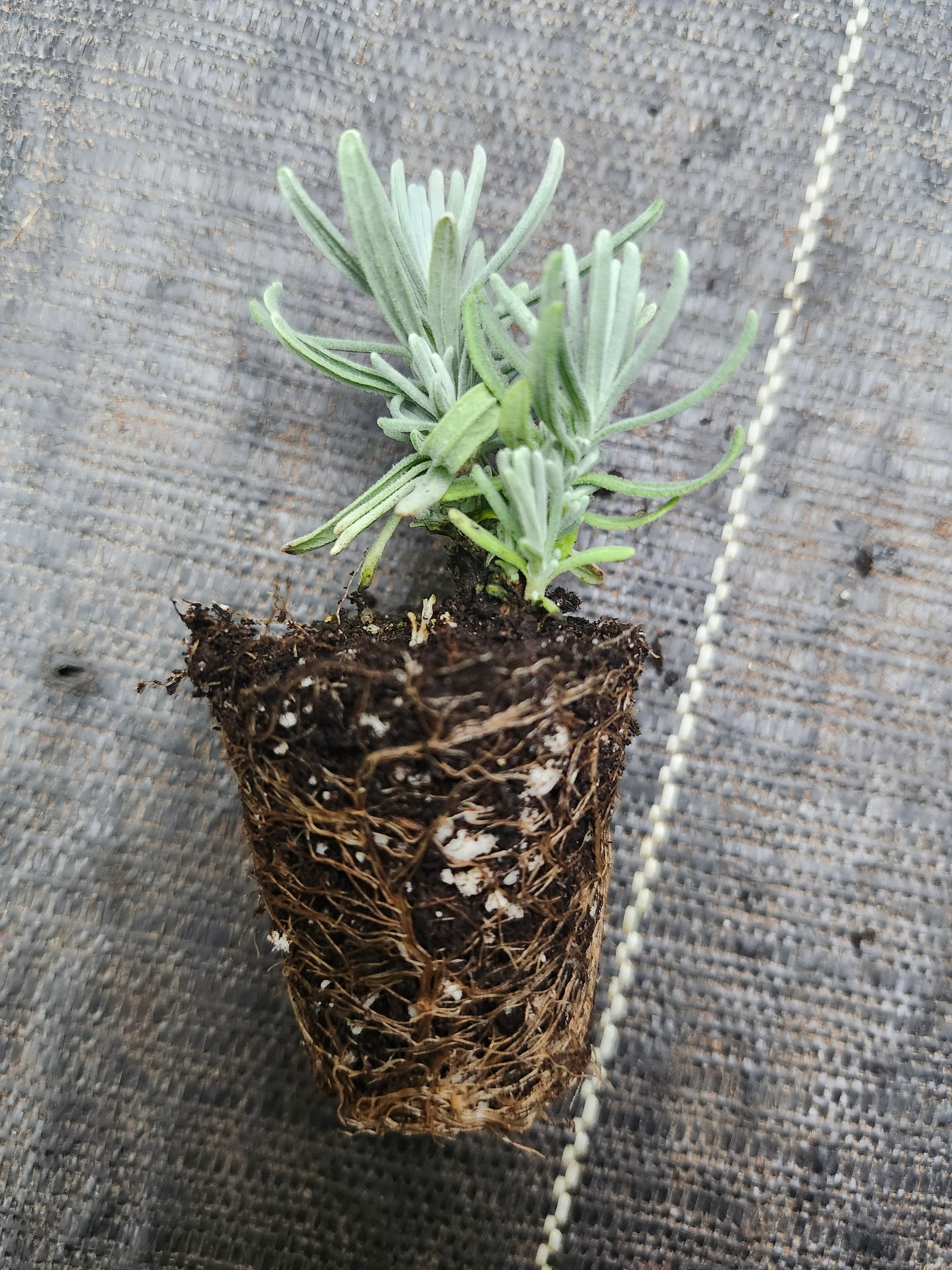 Blue Jeans Lavender - Image 3