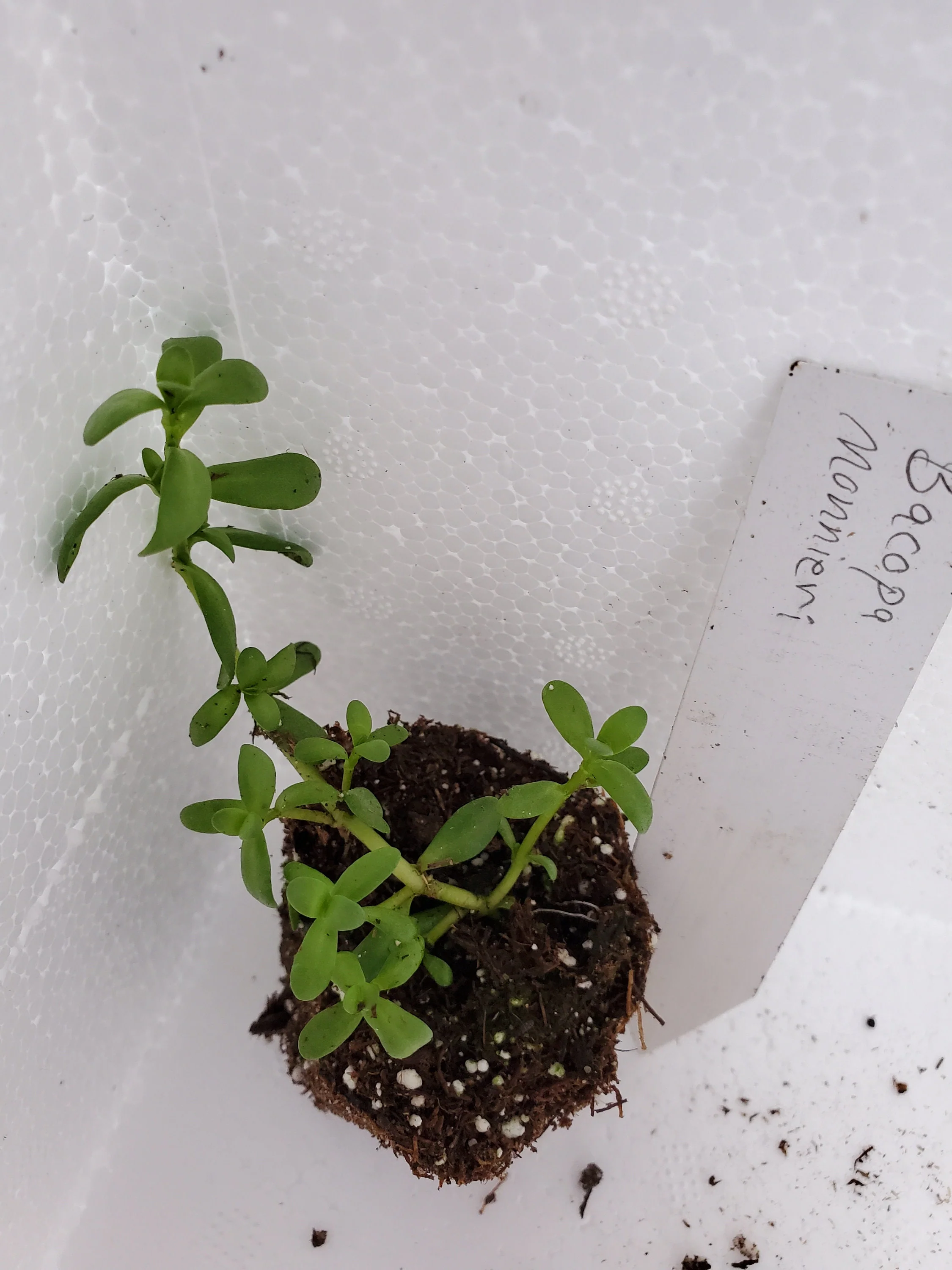 Brahmi Bacopa Monnieri