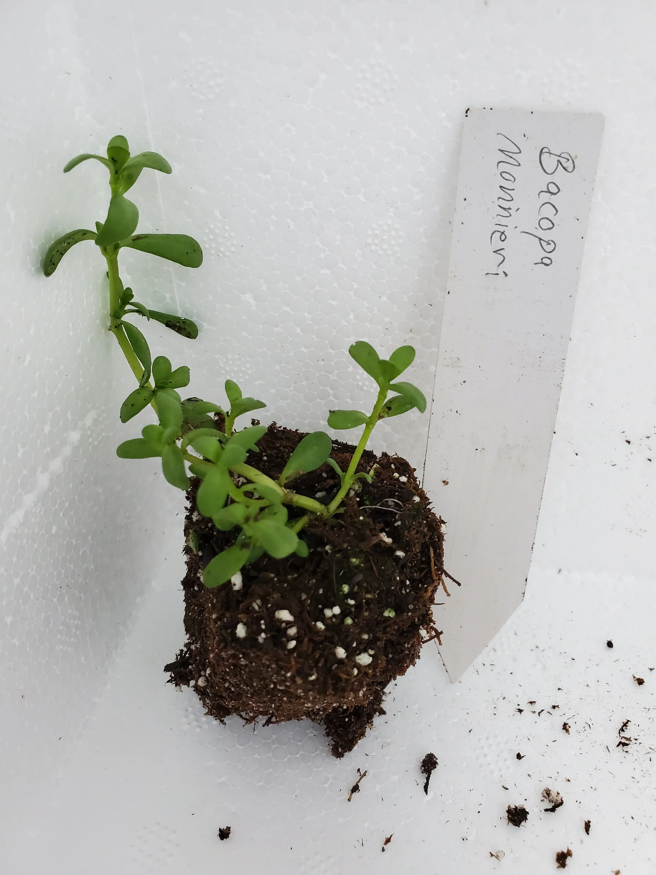 Brahmi Bacopa Monnieri - Image 2