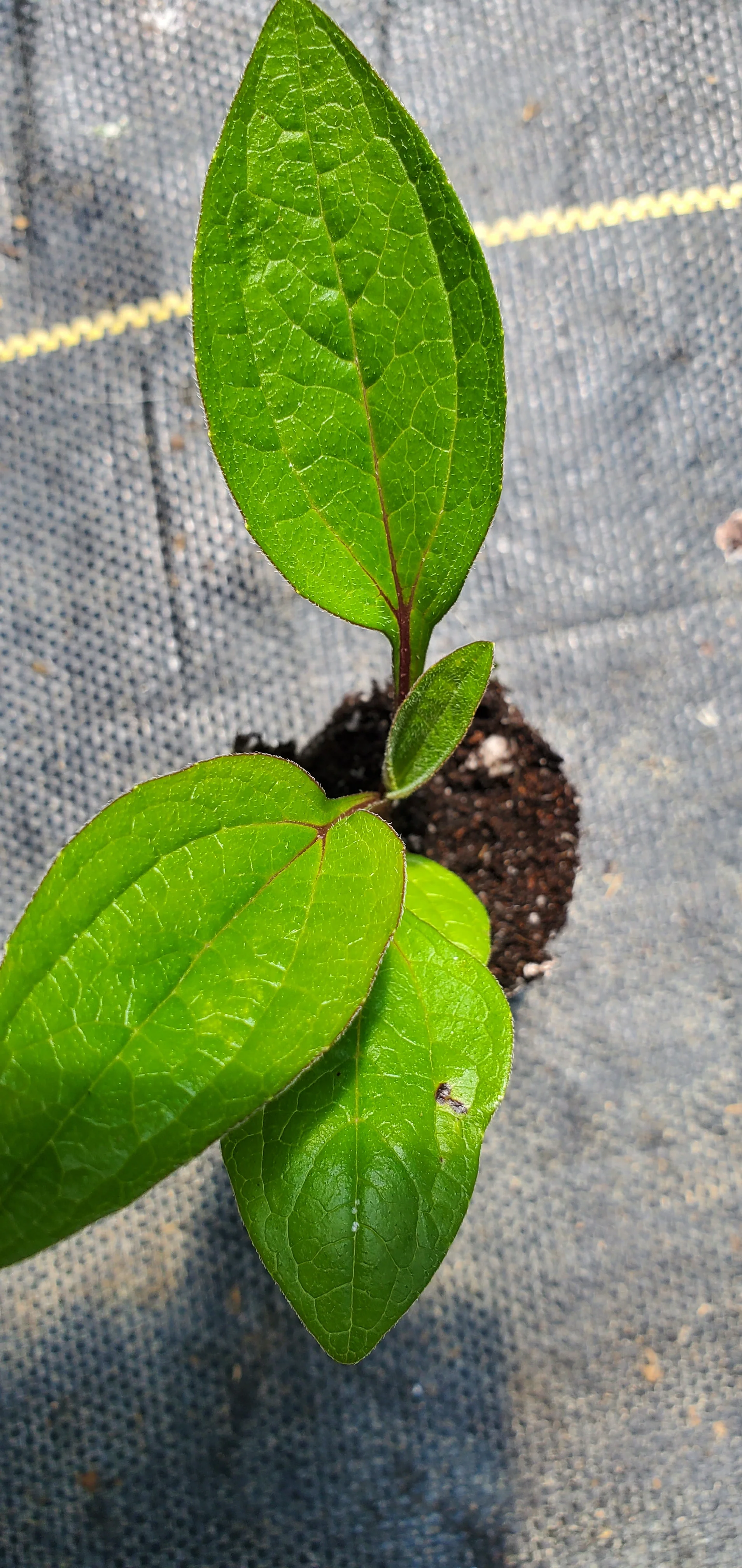 Perennials