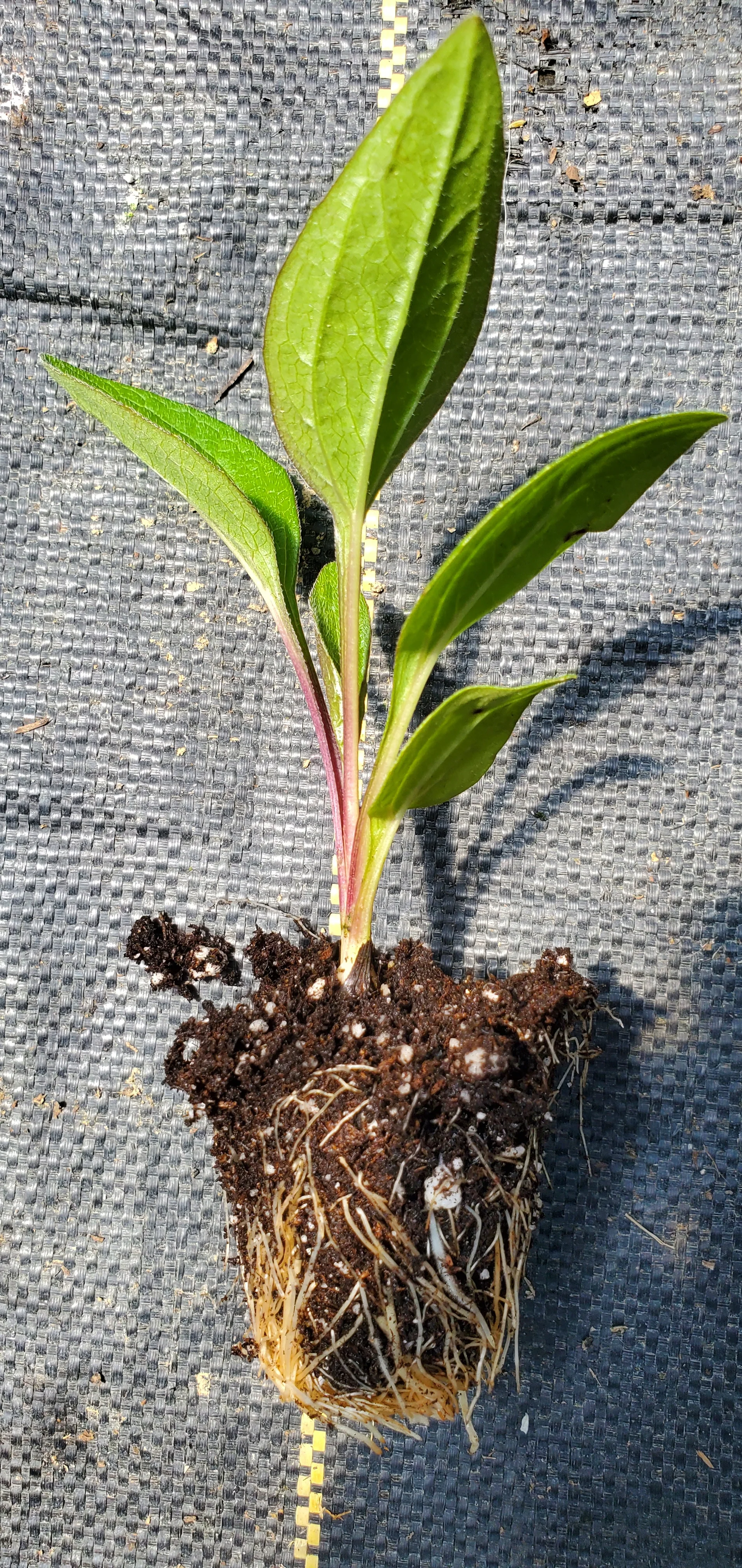 Bravado Echinacea Purpurea - Image 2