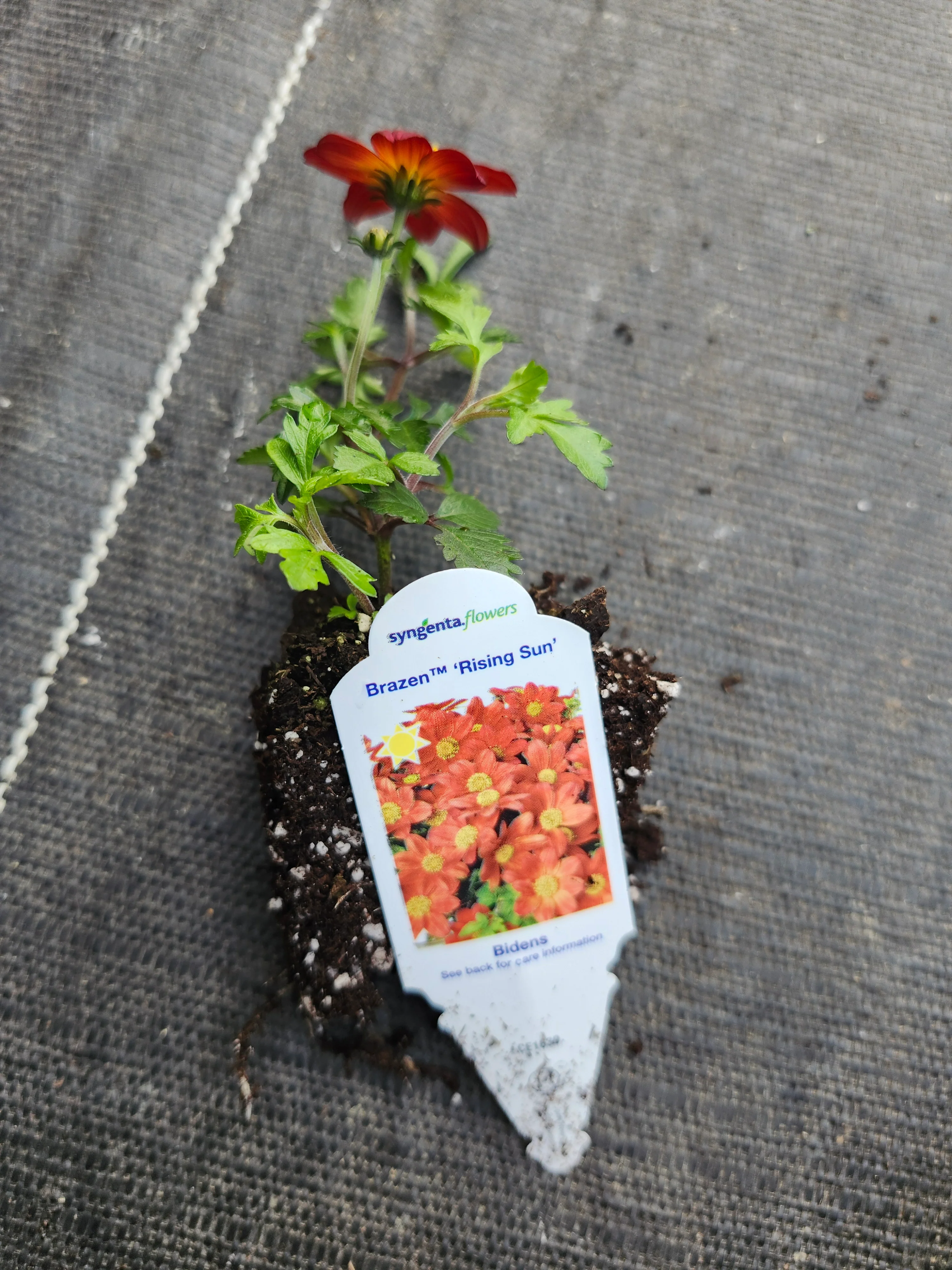 Brazen 'Rising Sun' Bidens - Image 3