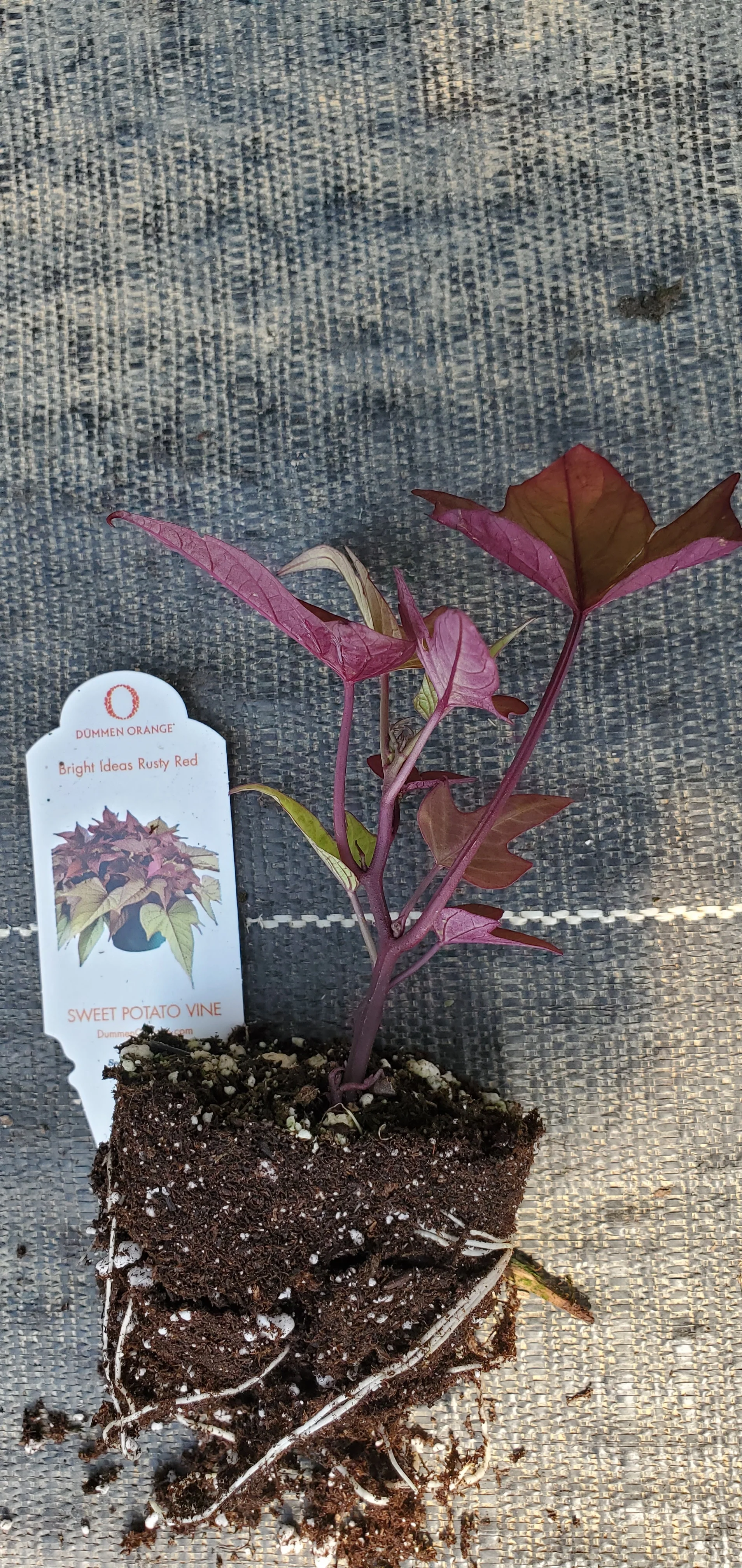 Bright Ideas Rusty Red sweet potato vine ipomoea - Image 2