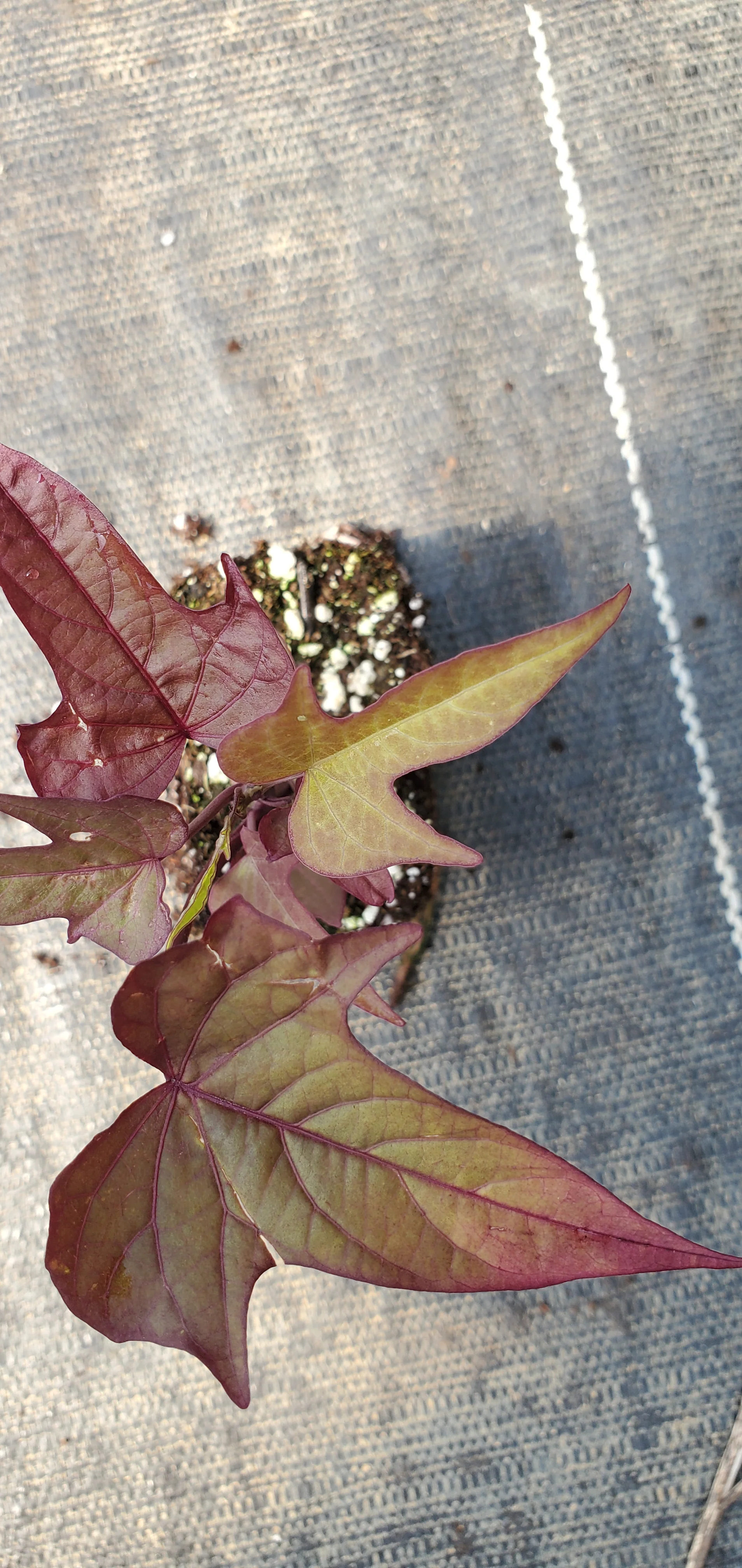 Bright Ideas Rusty Red sweet potato vine ipomoea - Image 3