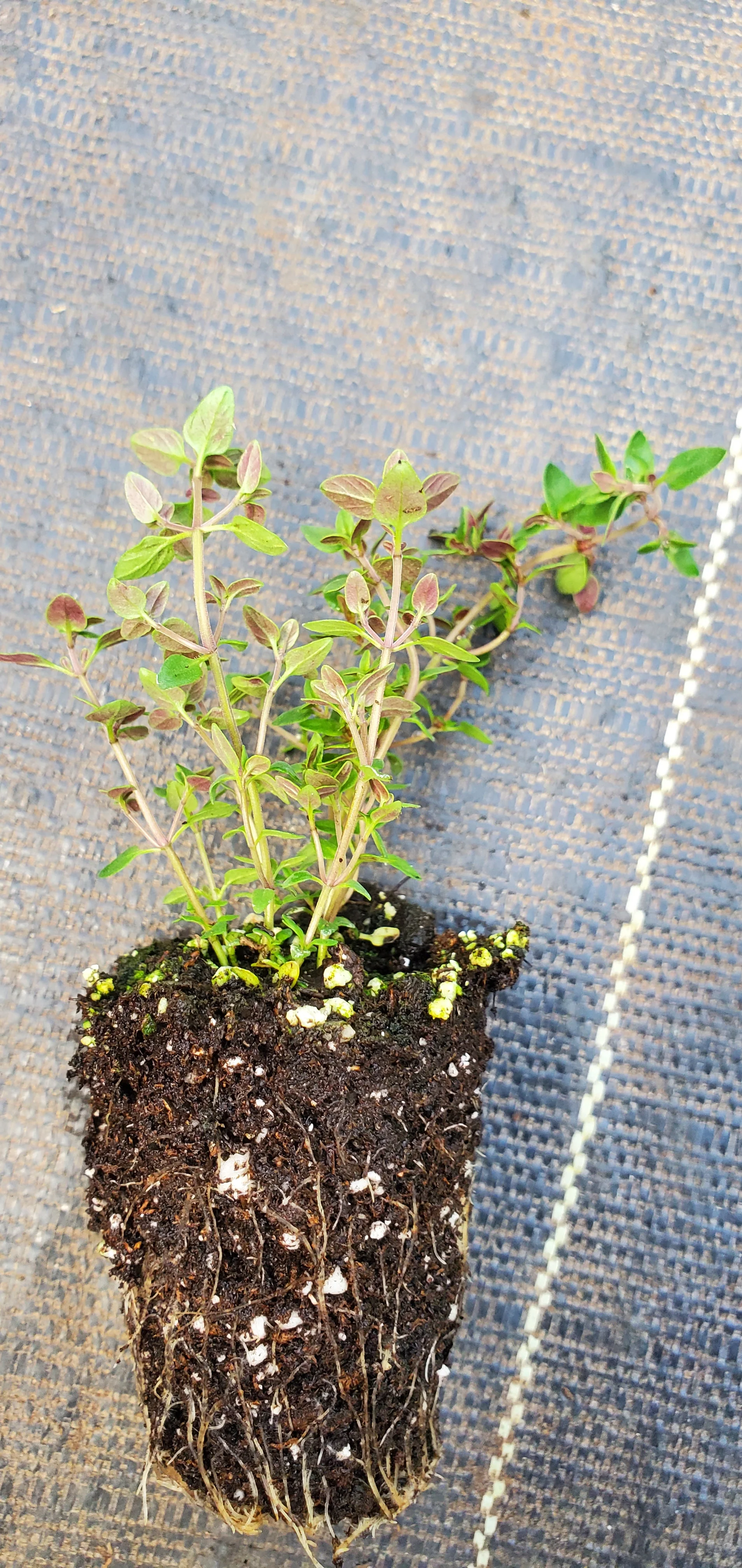 Broadleaf English Thyme - Image 2