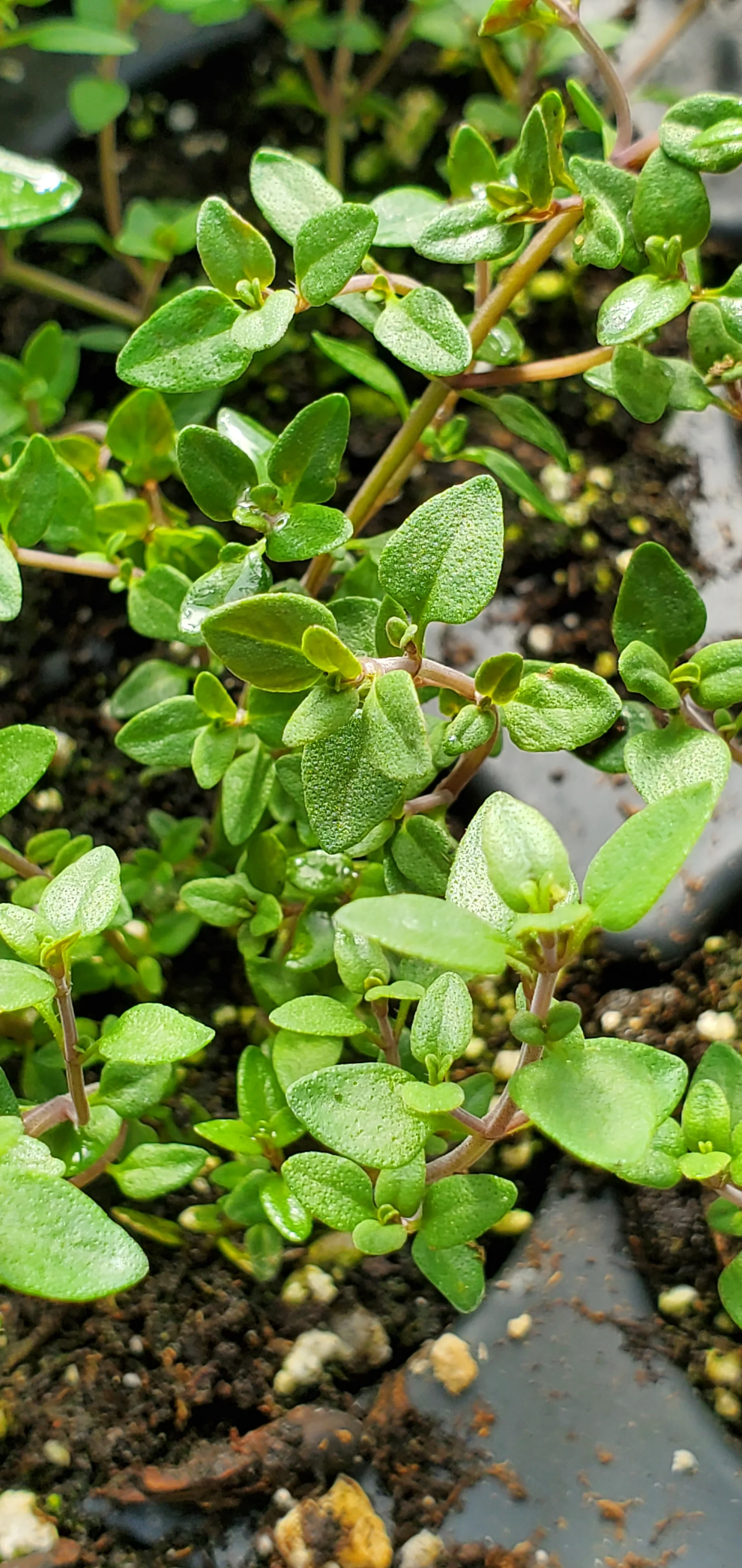 Broadleaf English Thyme - Image 3