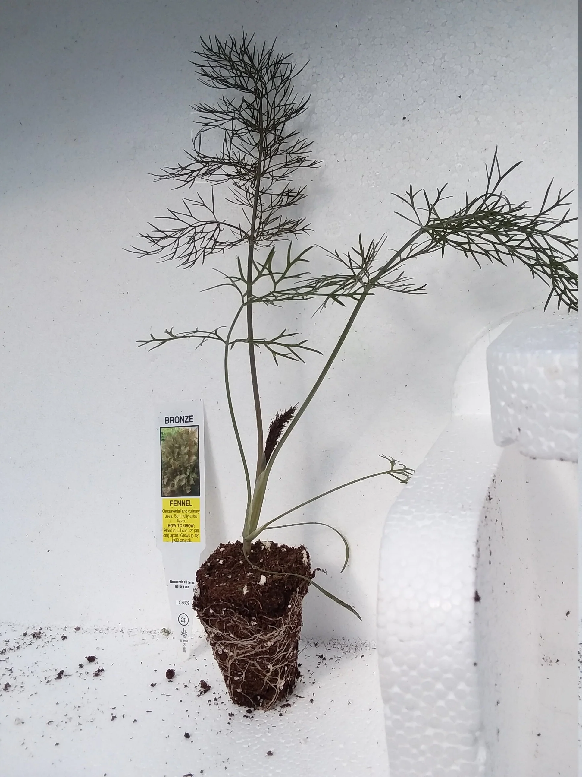Bronze Fennel - Image 2