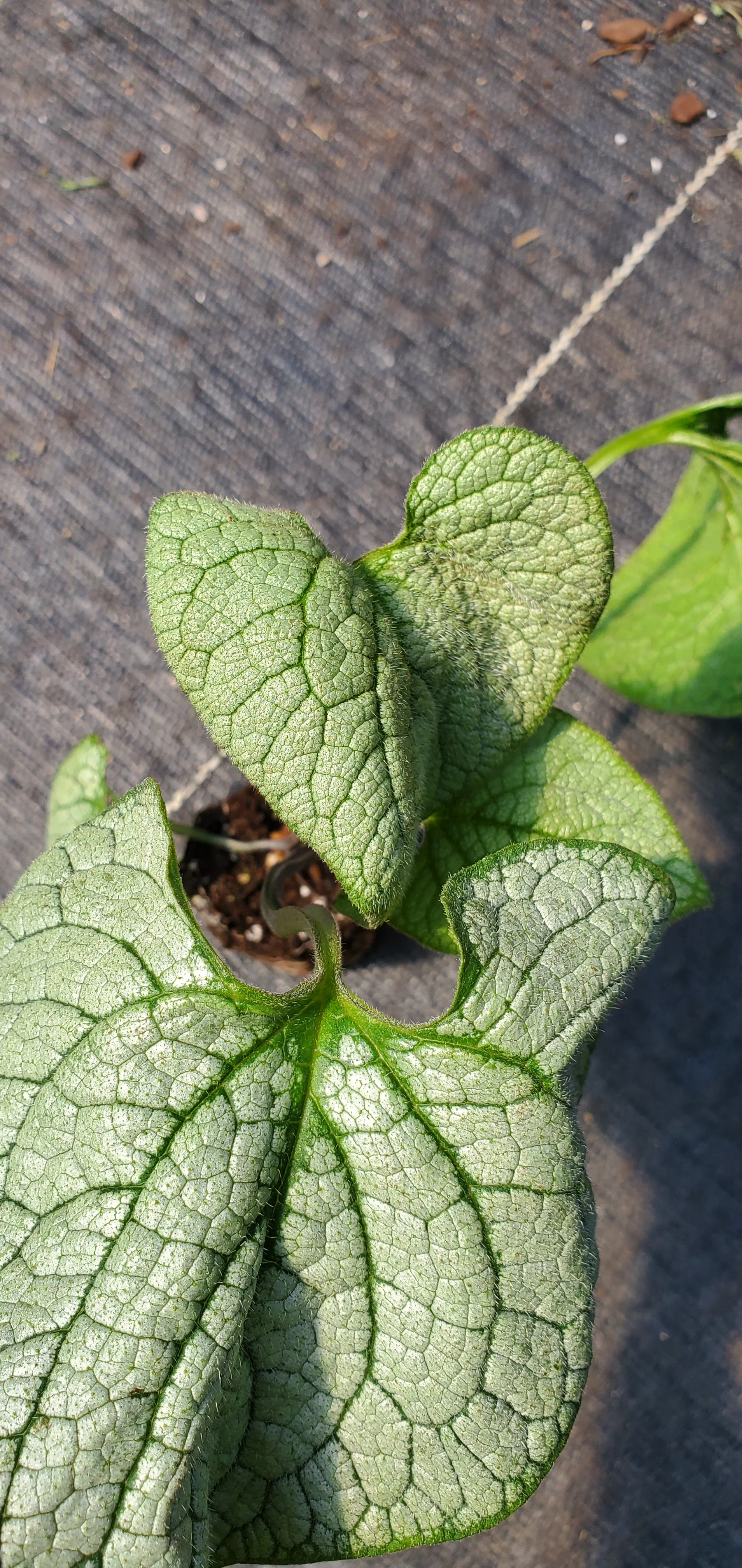 Brunnera Permafrost