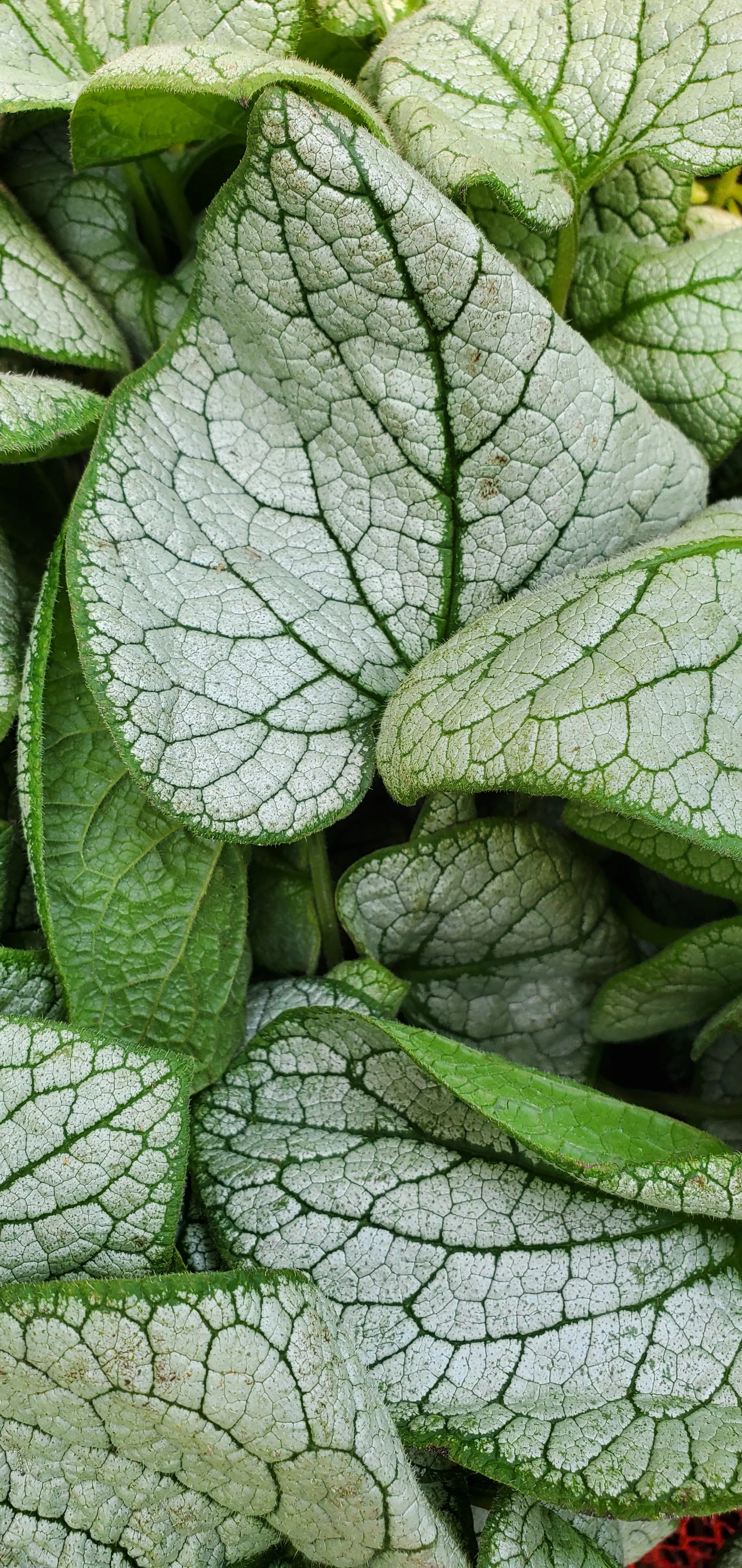 Brunnera Permafrost - Image 2