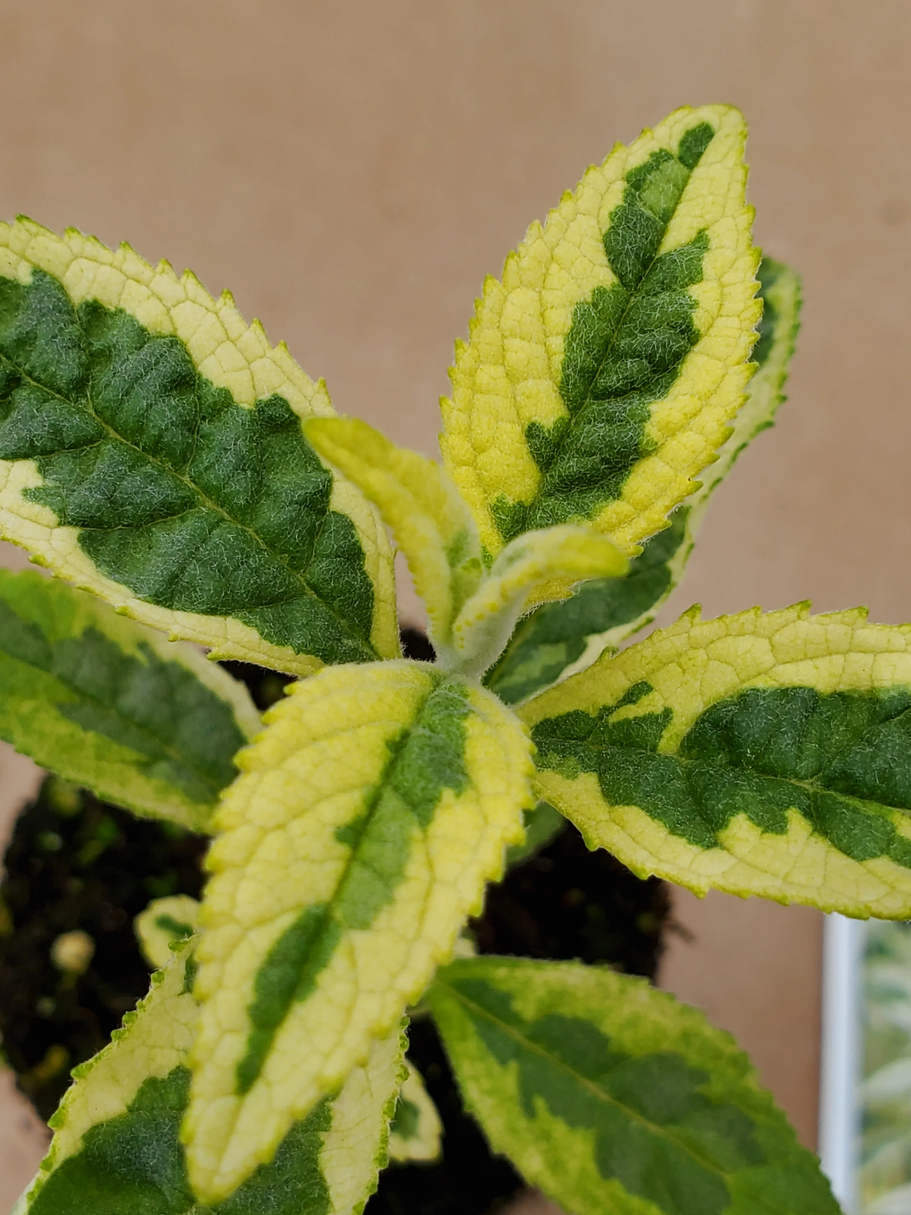 Buddleia Butterfly Gold