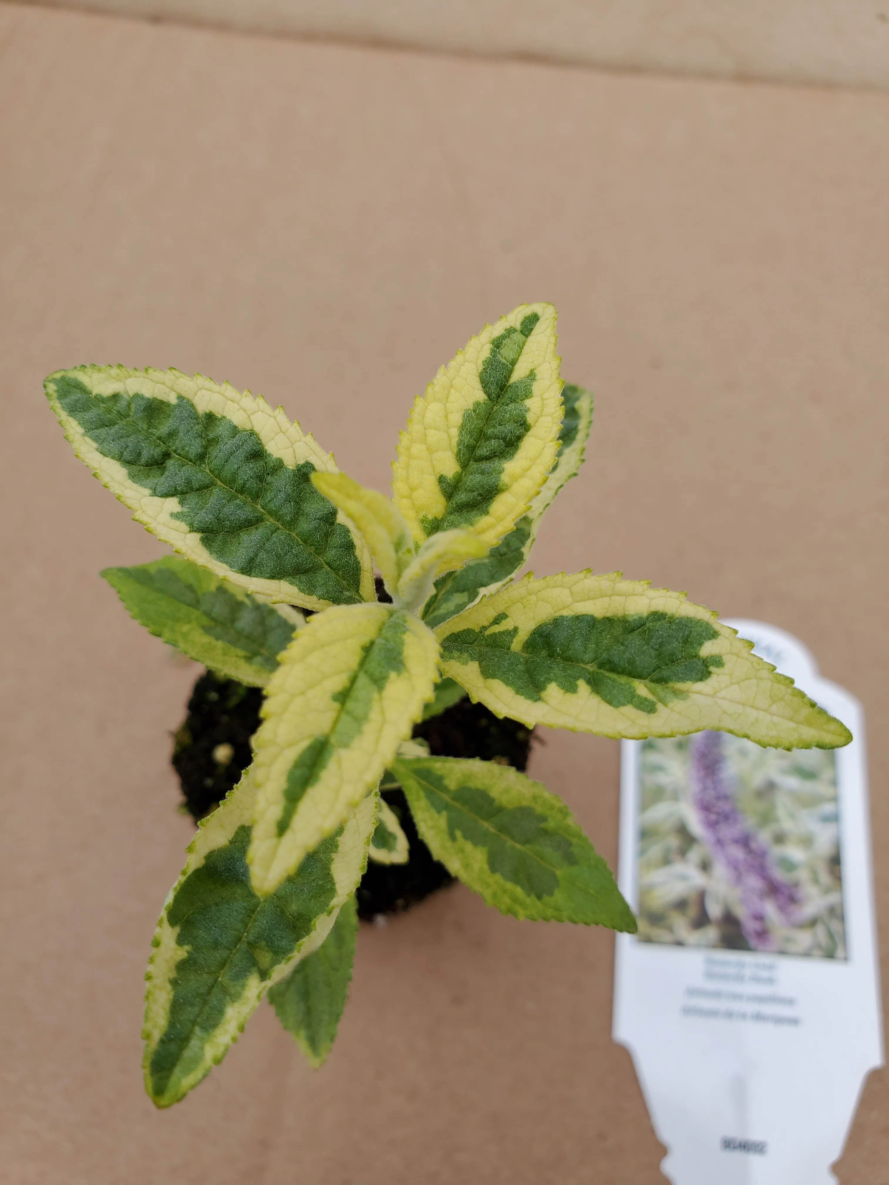 Buddleia Butterfly Gold - Image 2