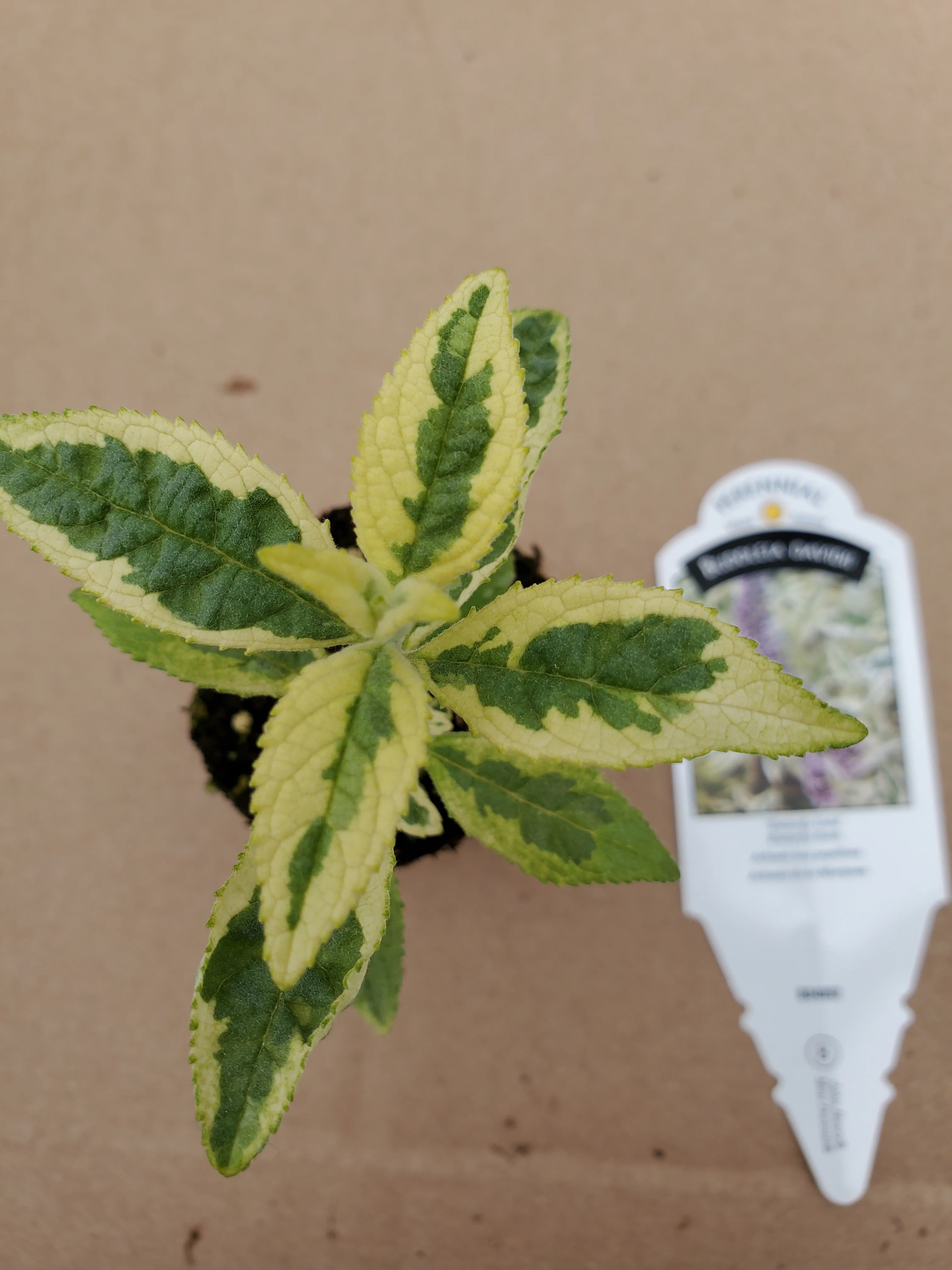 Buddleia Butterfly Gold - Image 3