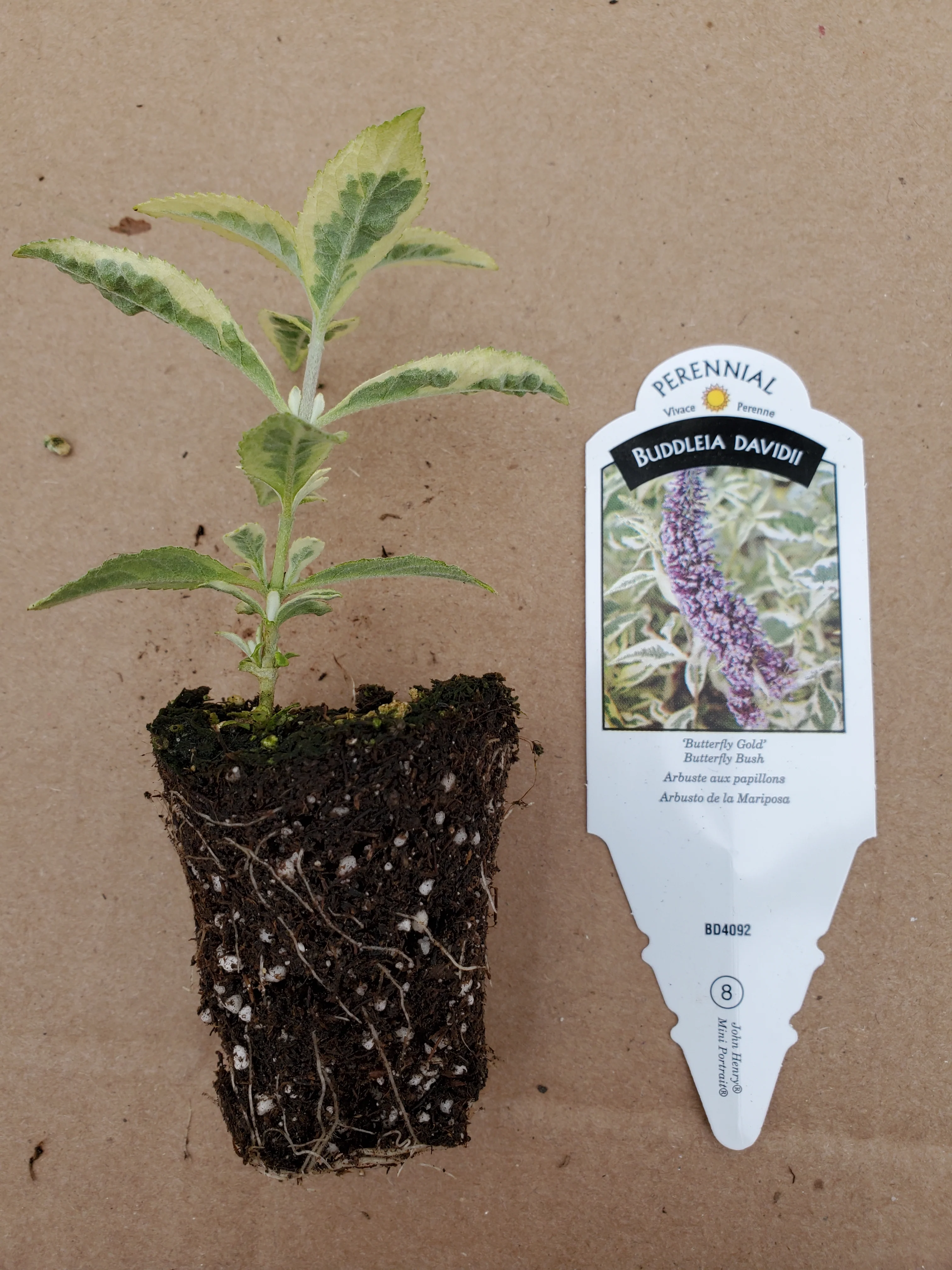 Buddleia Butterfly Gold - Image 4