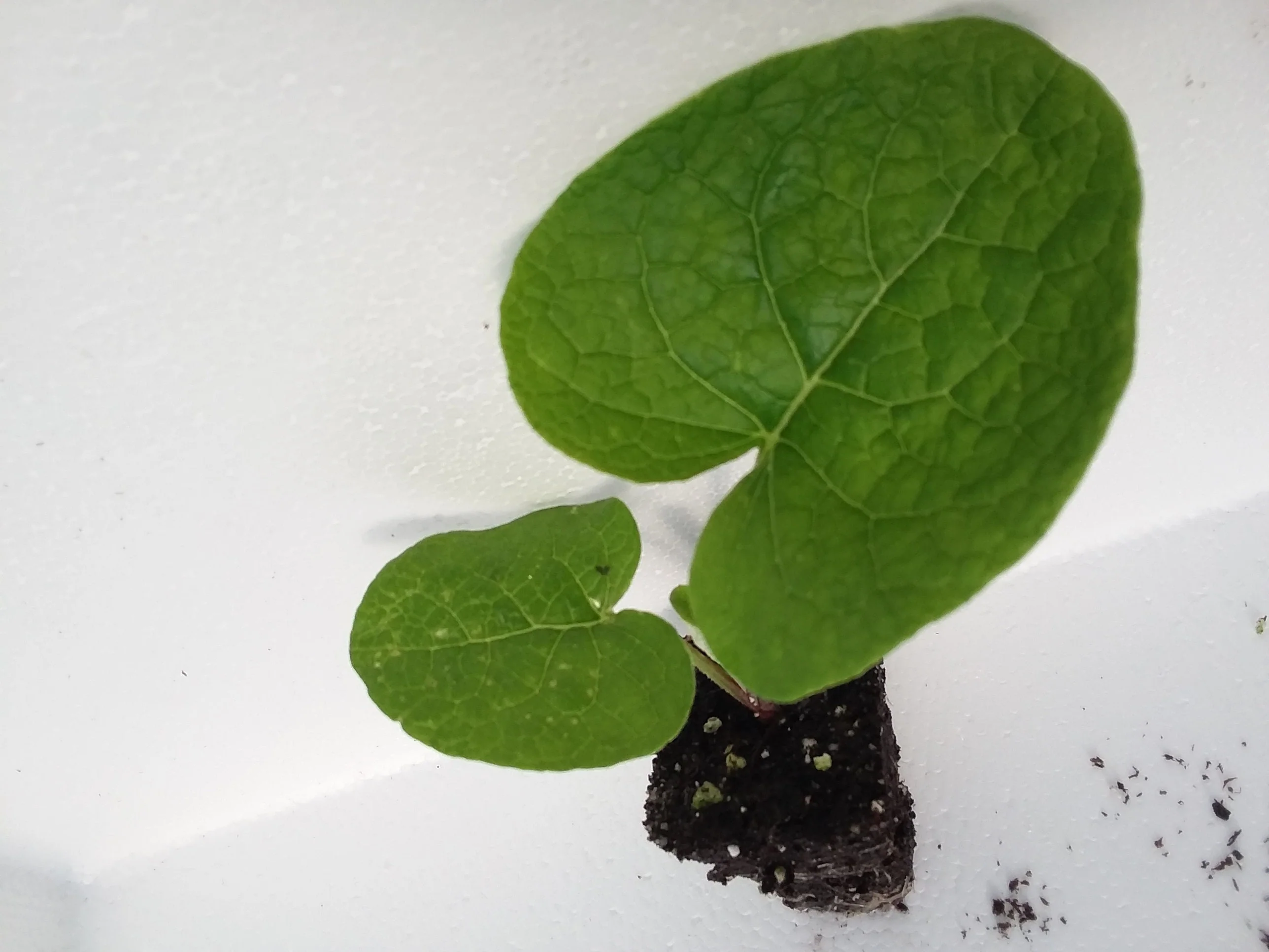 Burdock