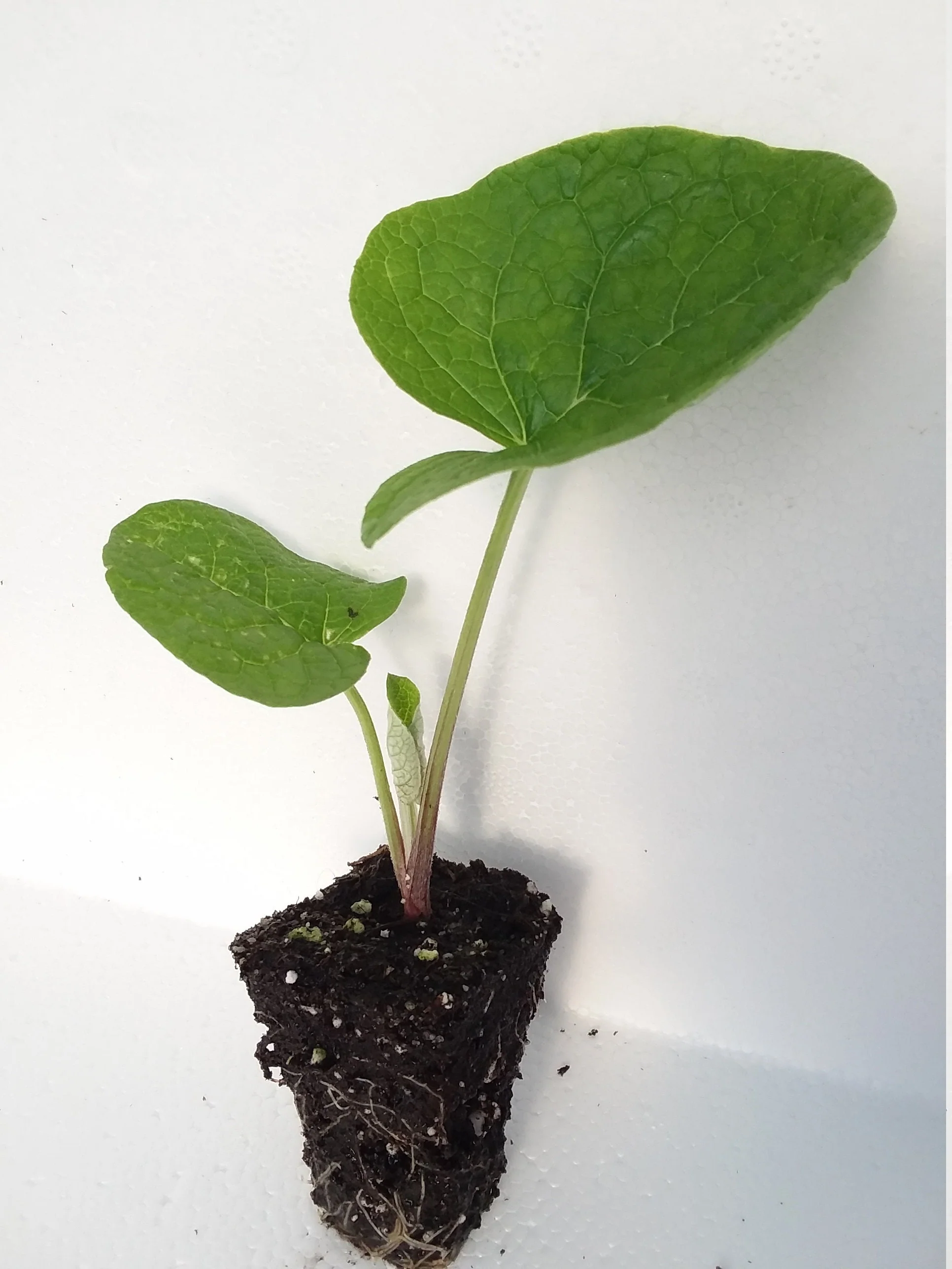 Burdock - Image 2