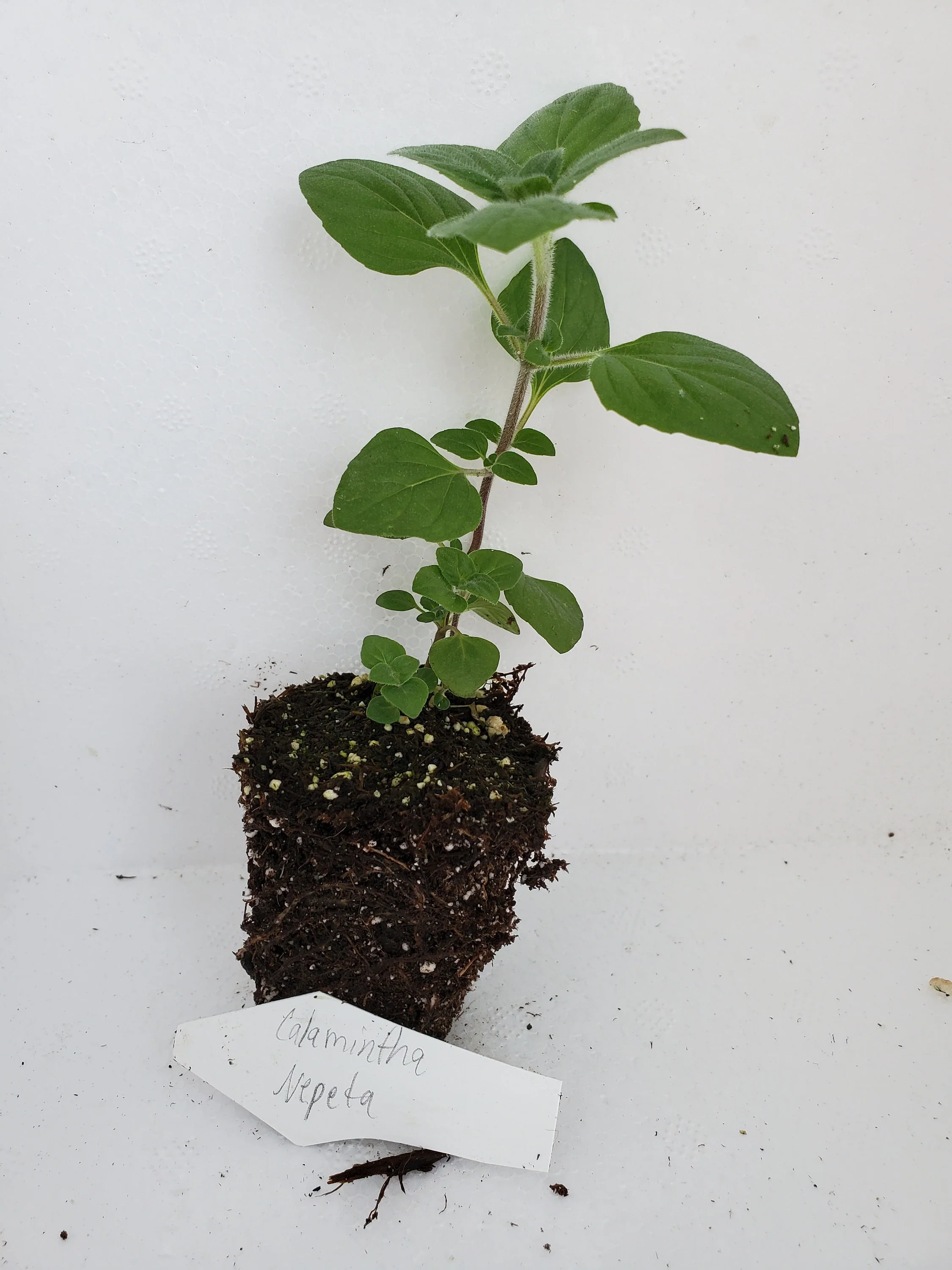 Calamintha Nepeta - Image 2