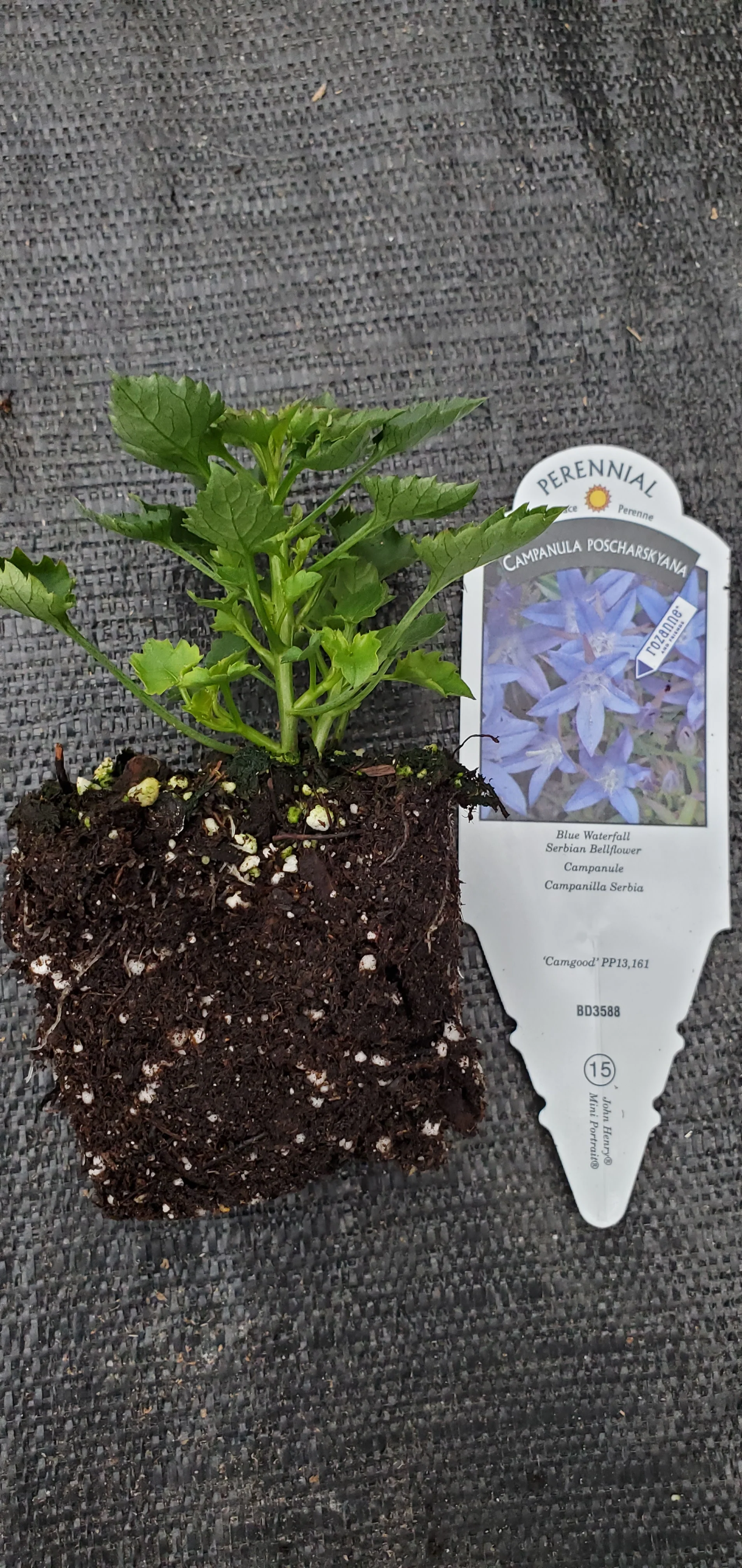 Campanula Blue Waterfall - Image 2