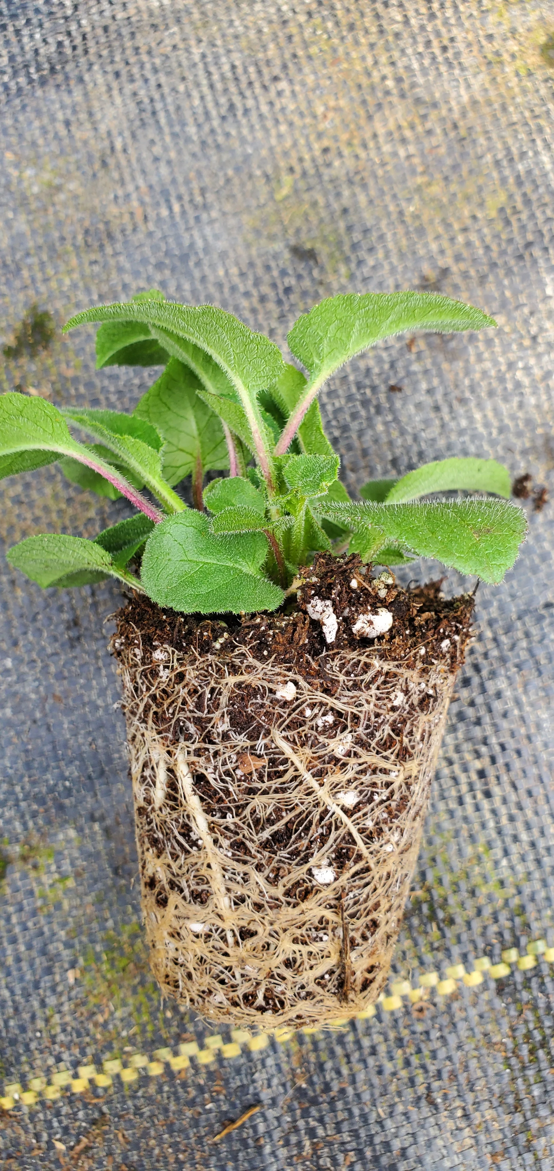 Campanula Collina - Image 2