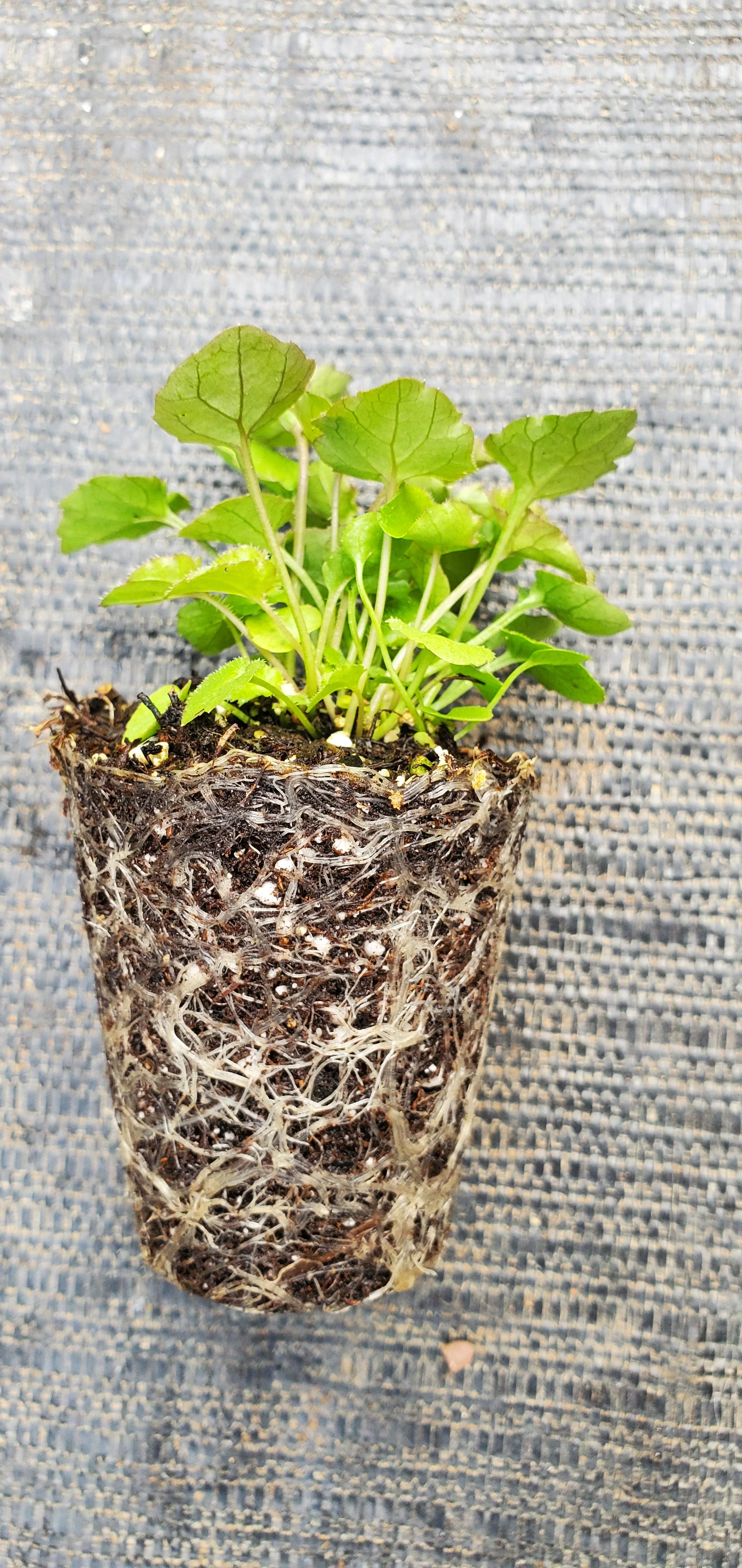 Campanula Poscharskyana - Image 2