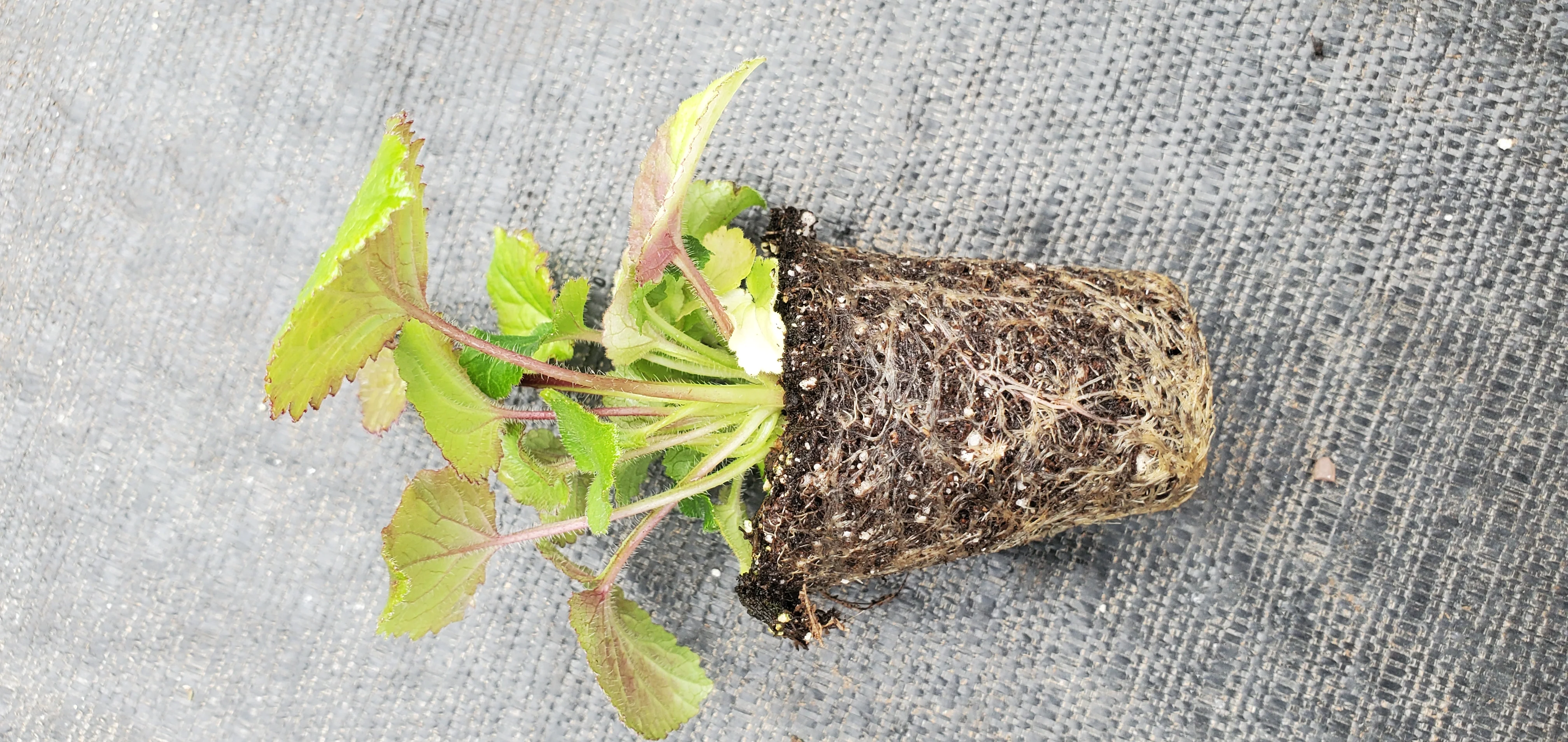 Campanula Punctata - Image 2