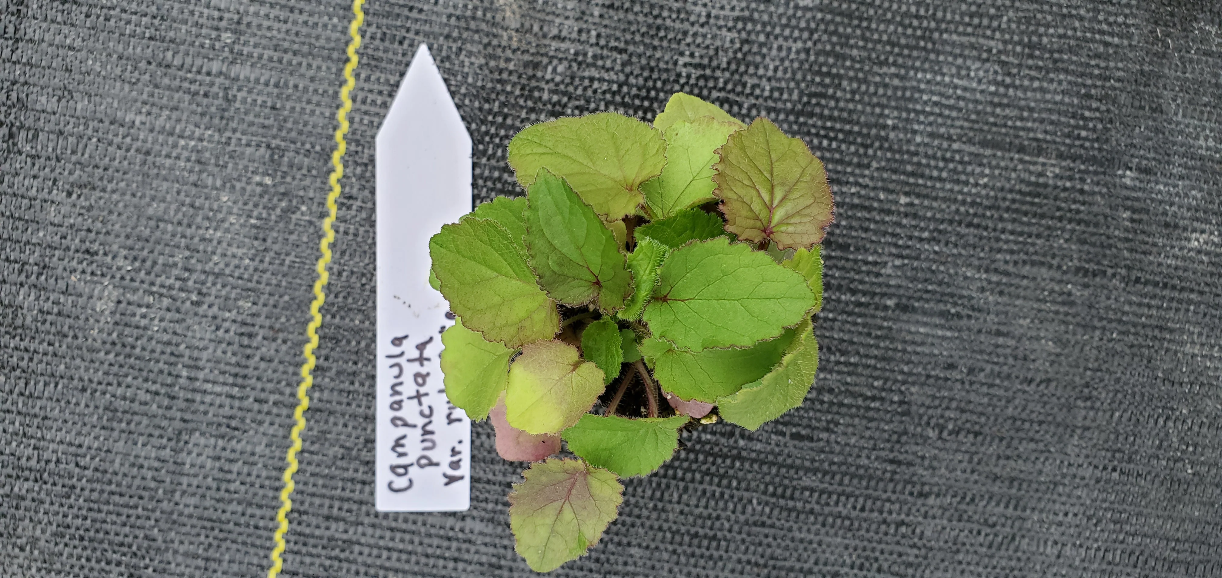 Campanula Punctata var Rubrifolia