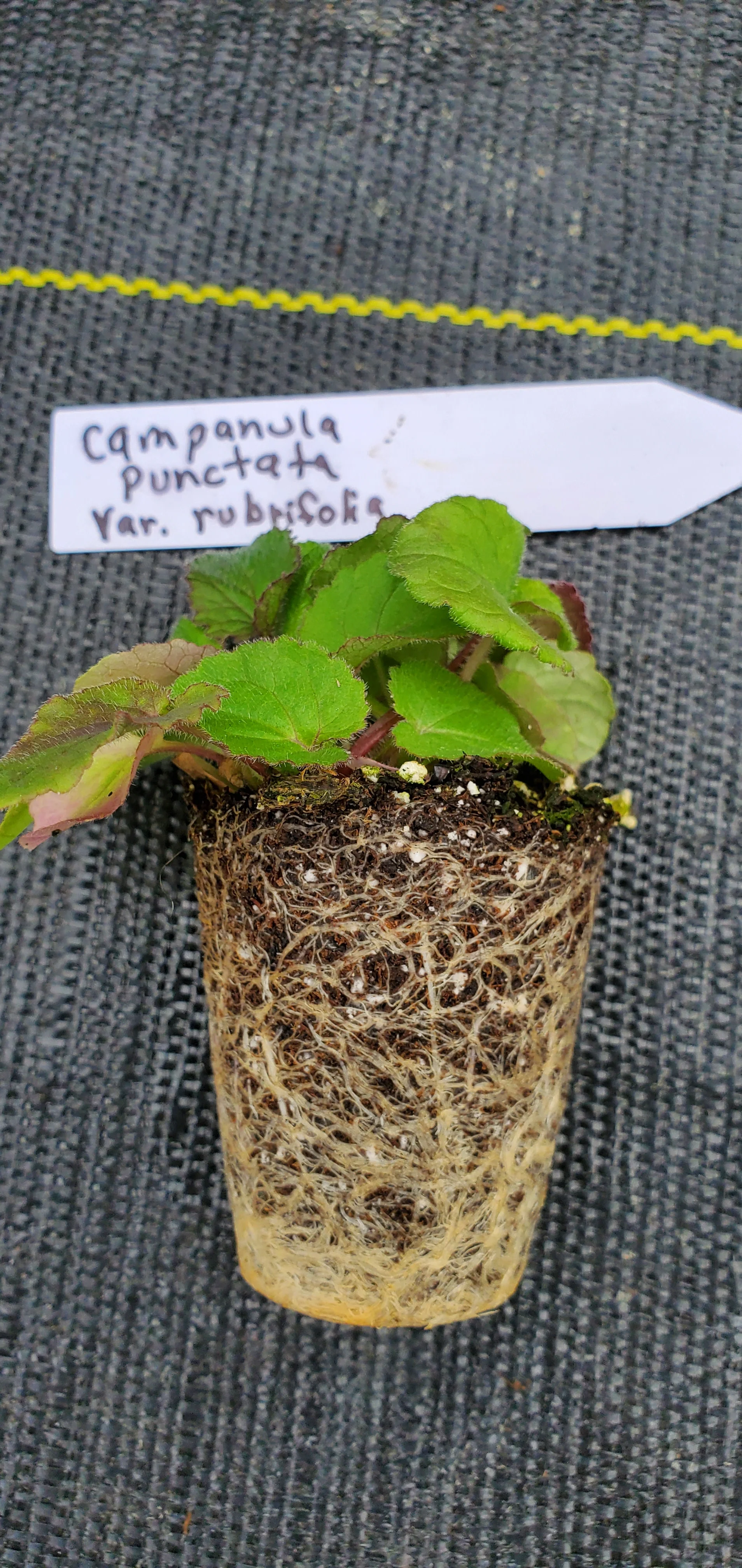Campanula Punctata var Rubrifolia - Image 2