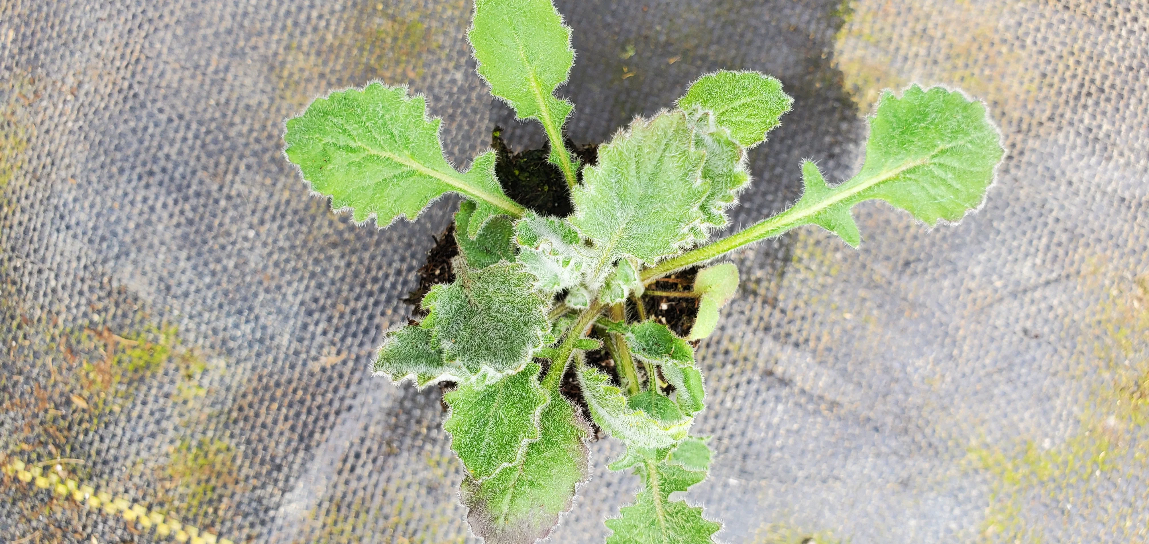Campanula Topaliana