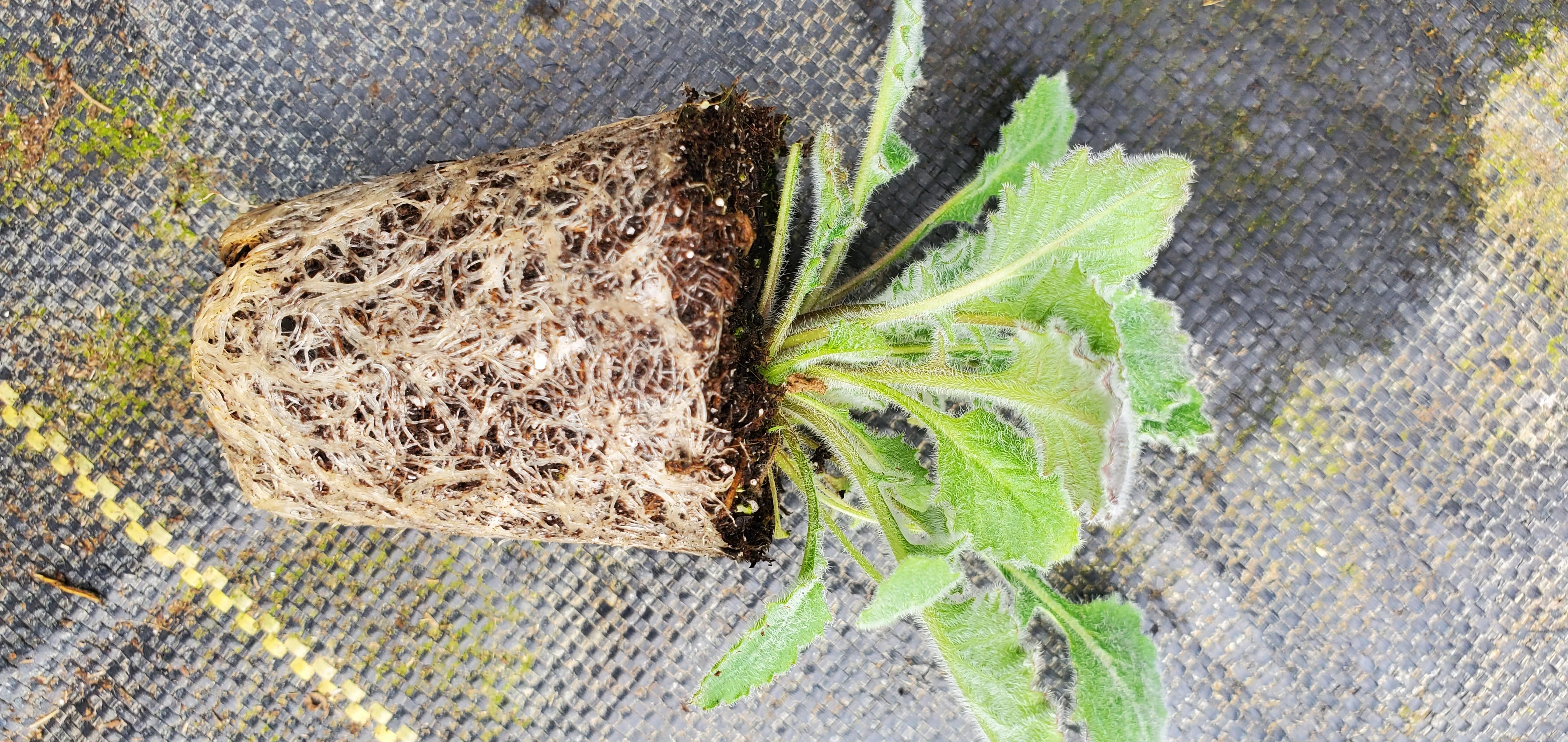 Campanula Topaliana - Image 2