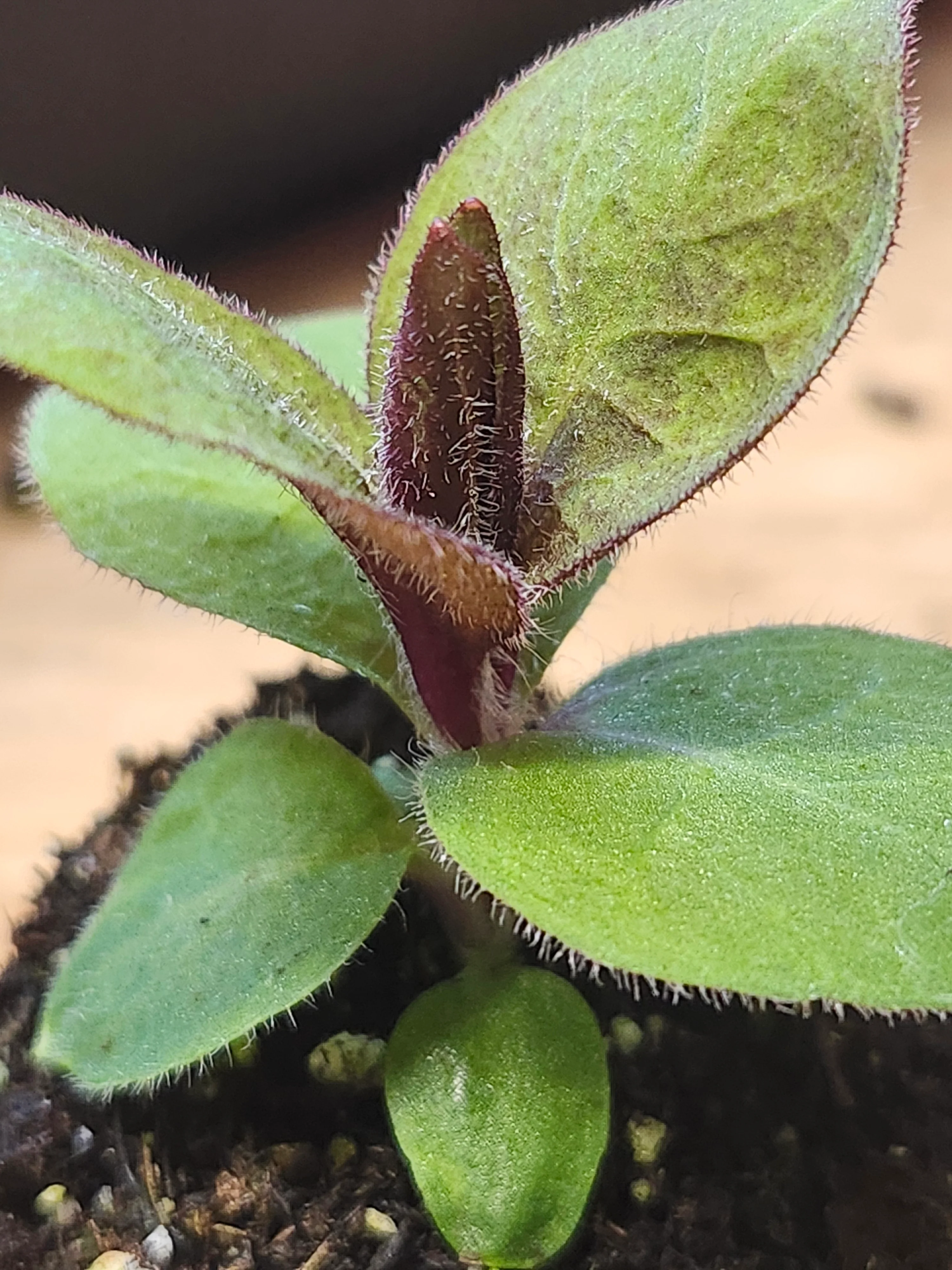 Campion 'Molten Lava' Lychnes x Haagaena - Image 2