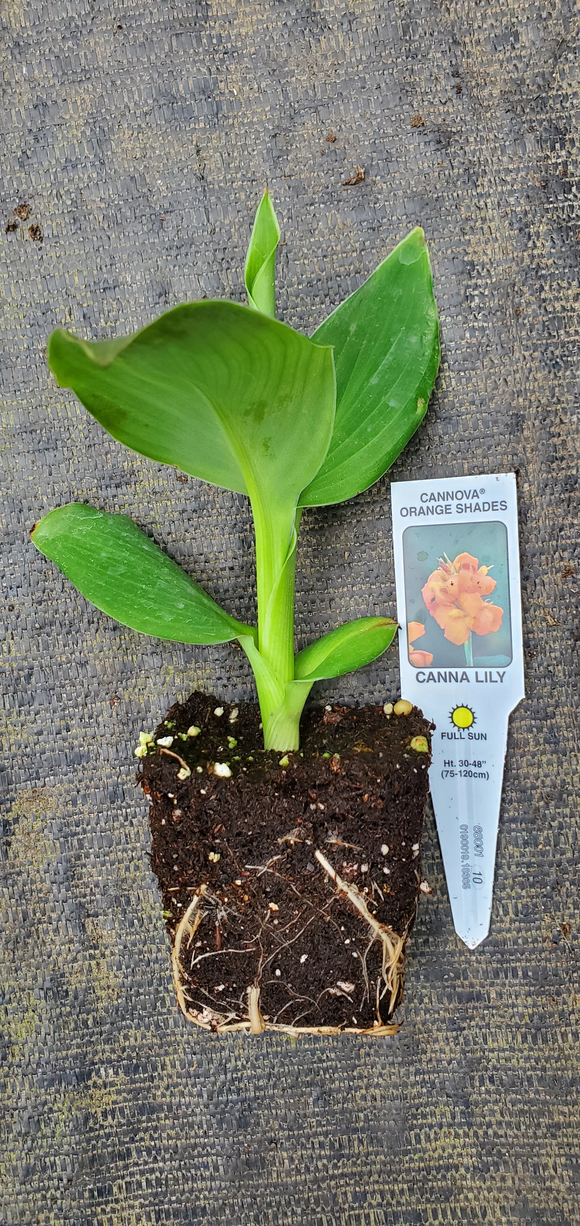 Cannova orange Canna lily - Image 2