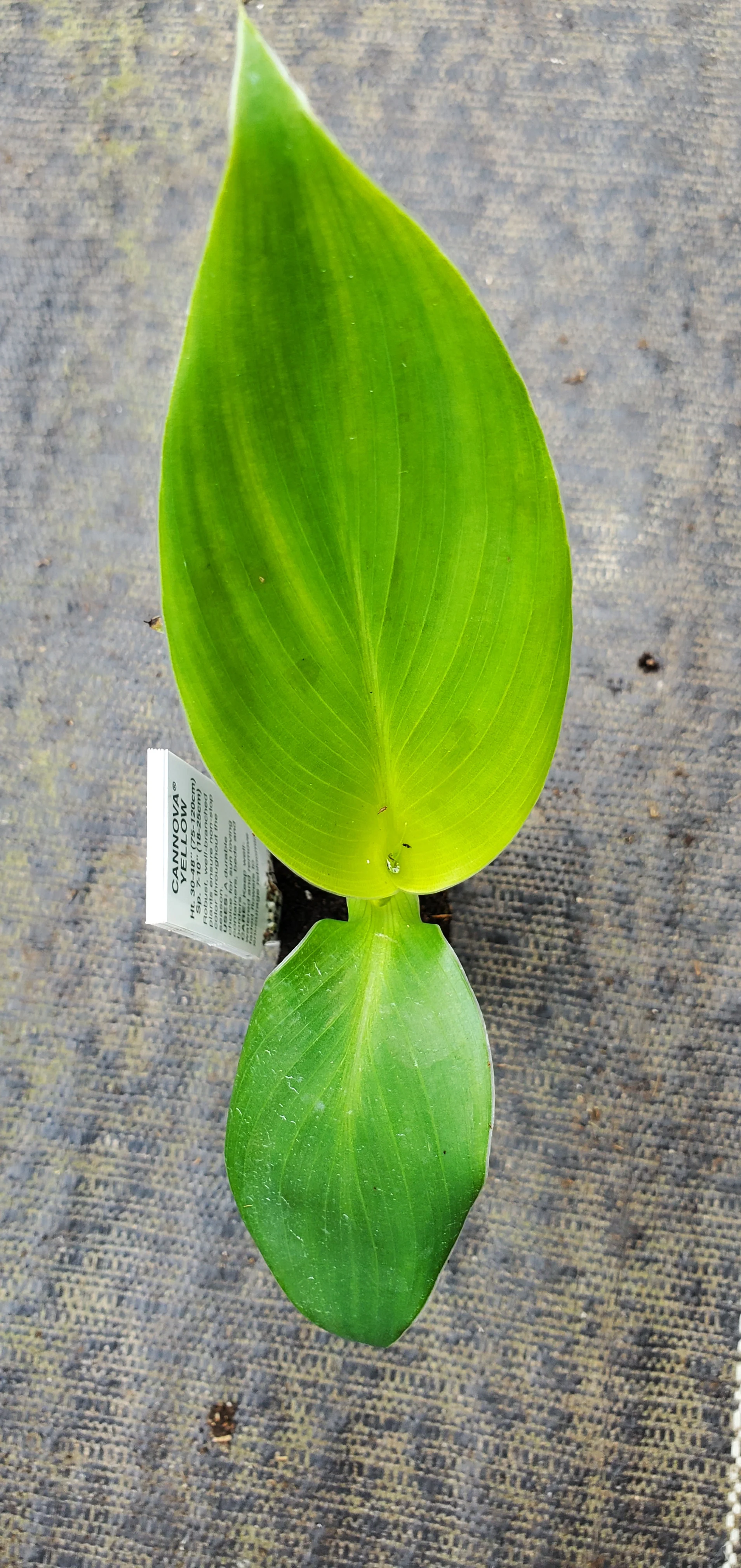 Cannova yellow canna lily - Image 2