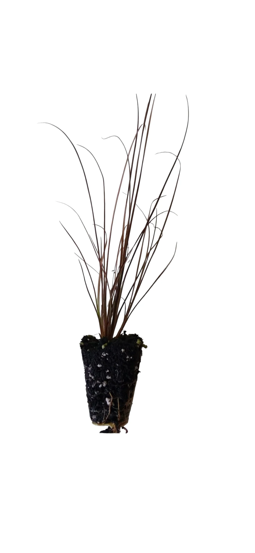 Carex Red Rooster