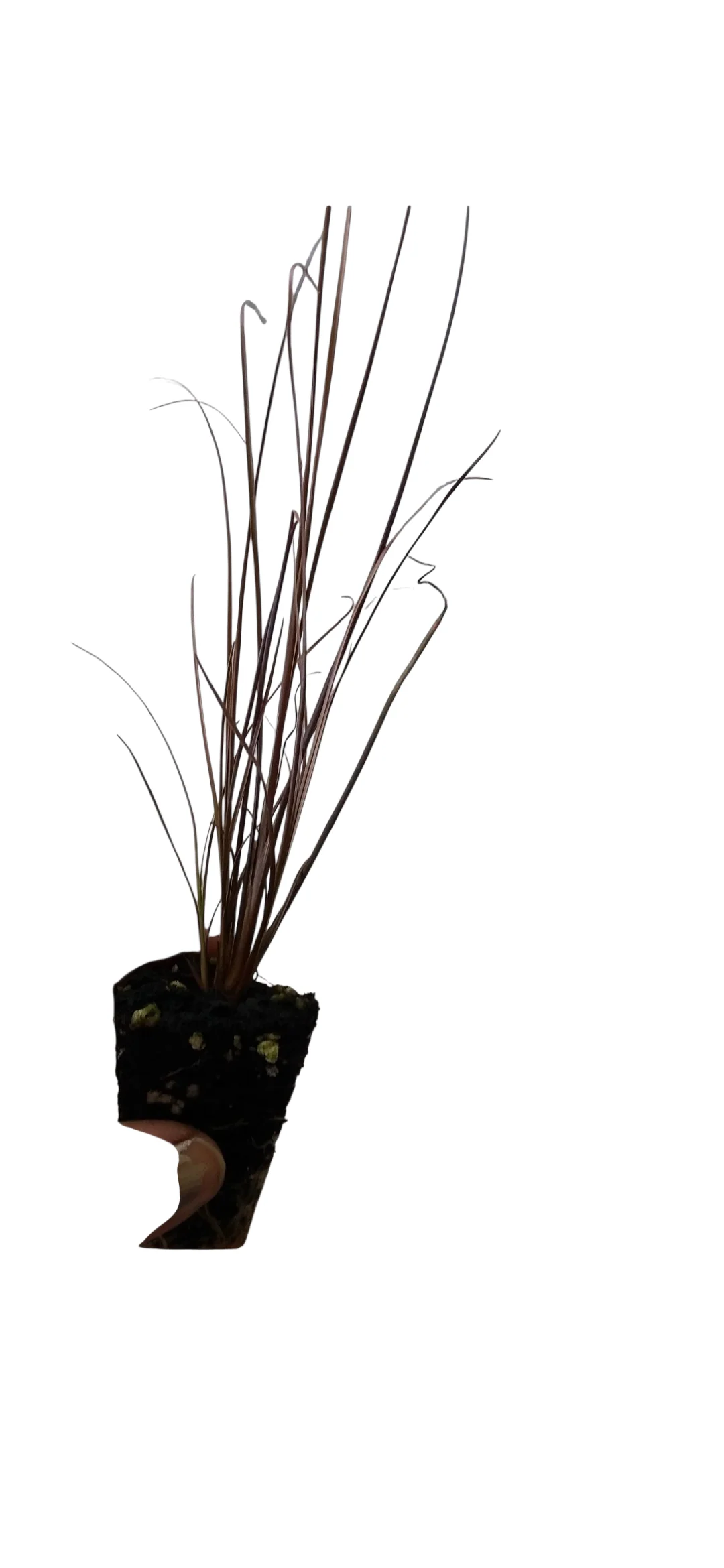 Carex Red Rooster - Image 2