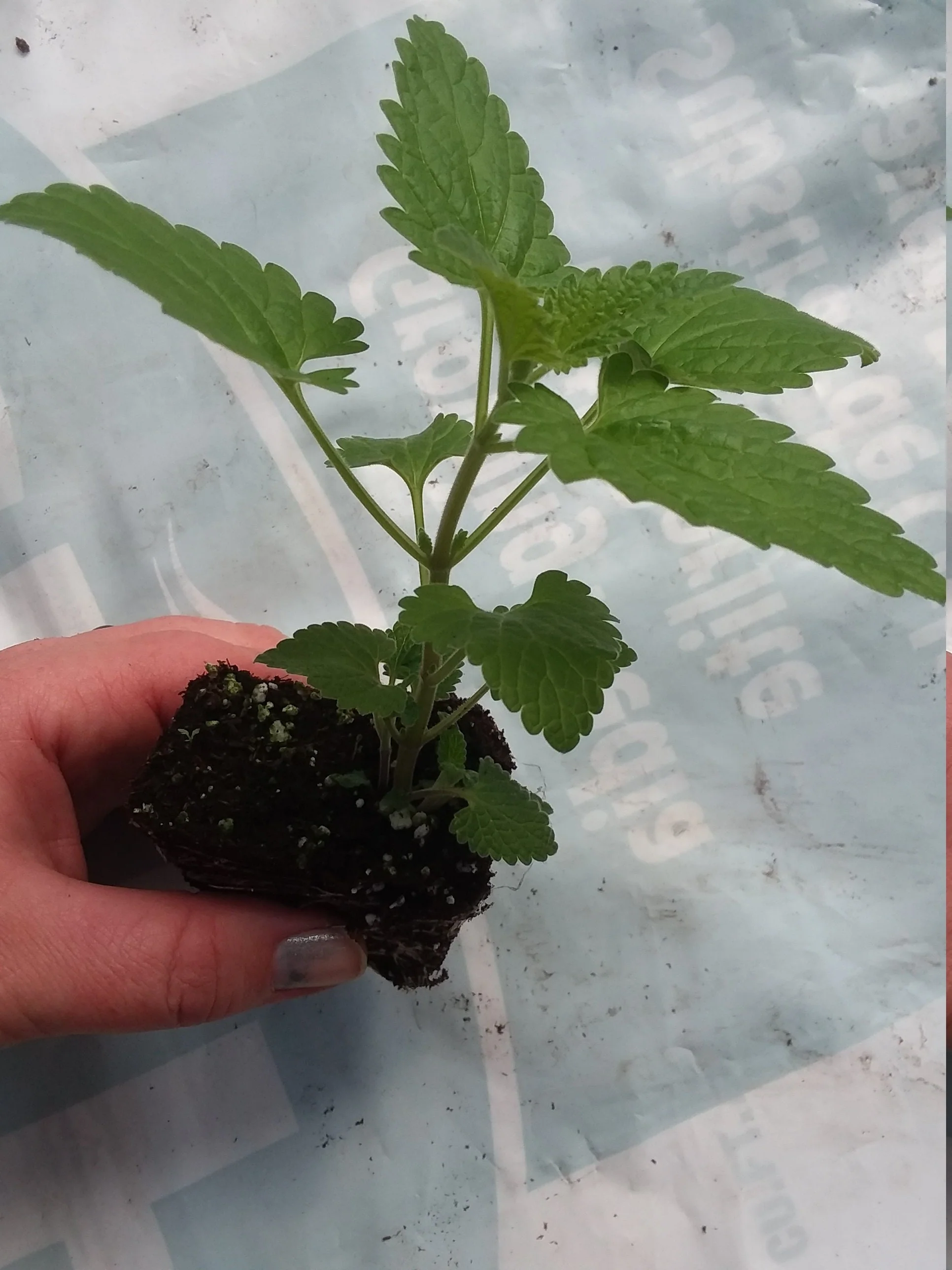 Catnip Plant  Nepeta Cataria - Image 3