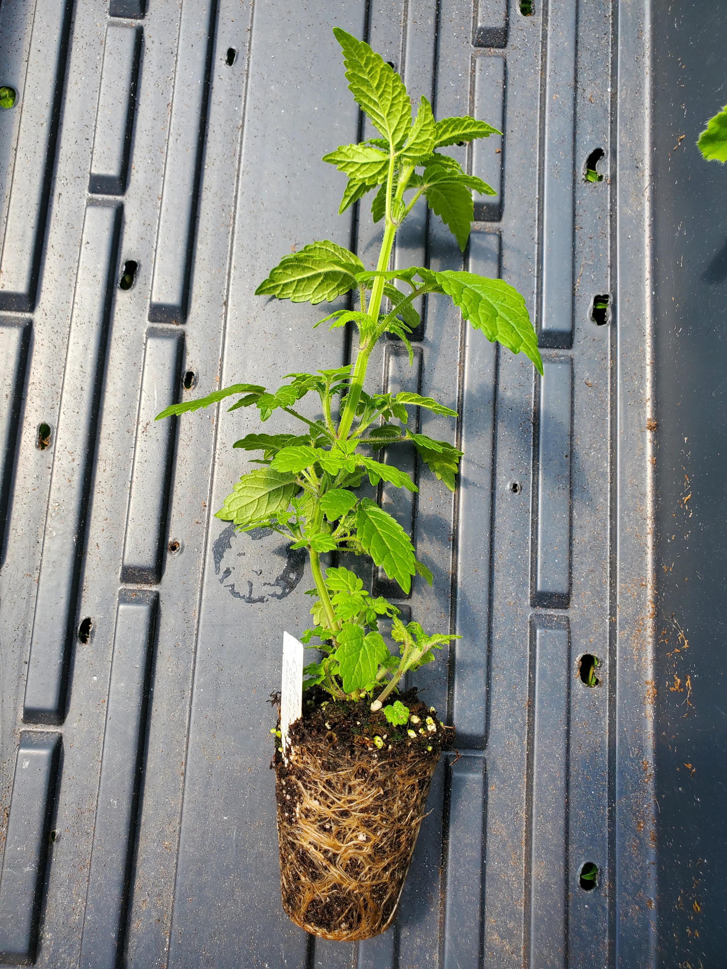 Cedronella  Canariensis - Image 2