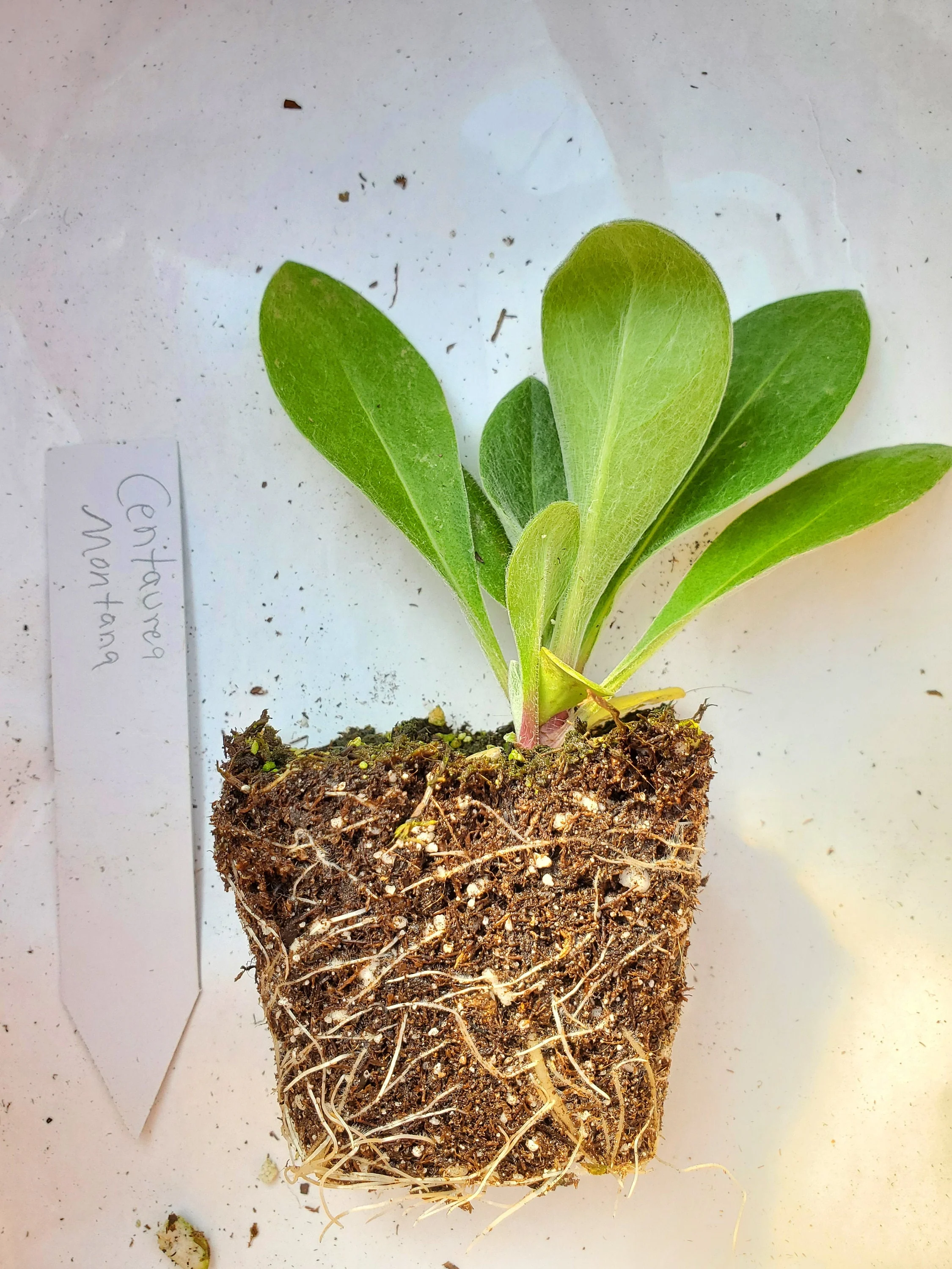 Centaurea Montana - Image 2
