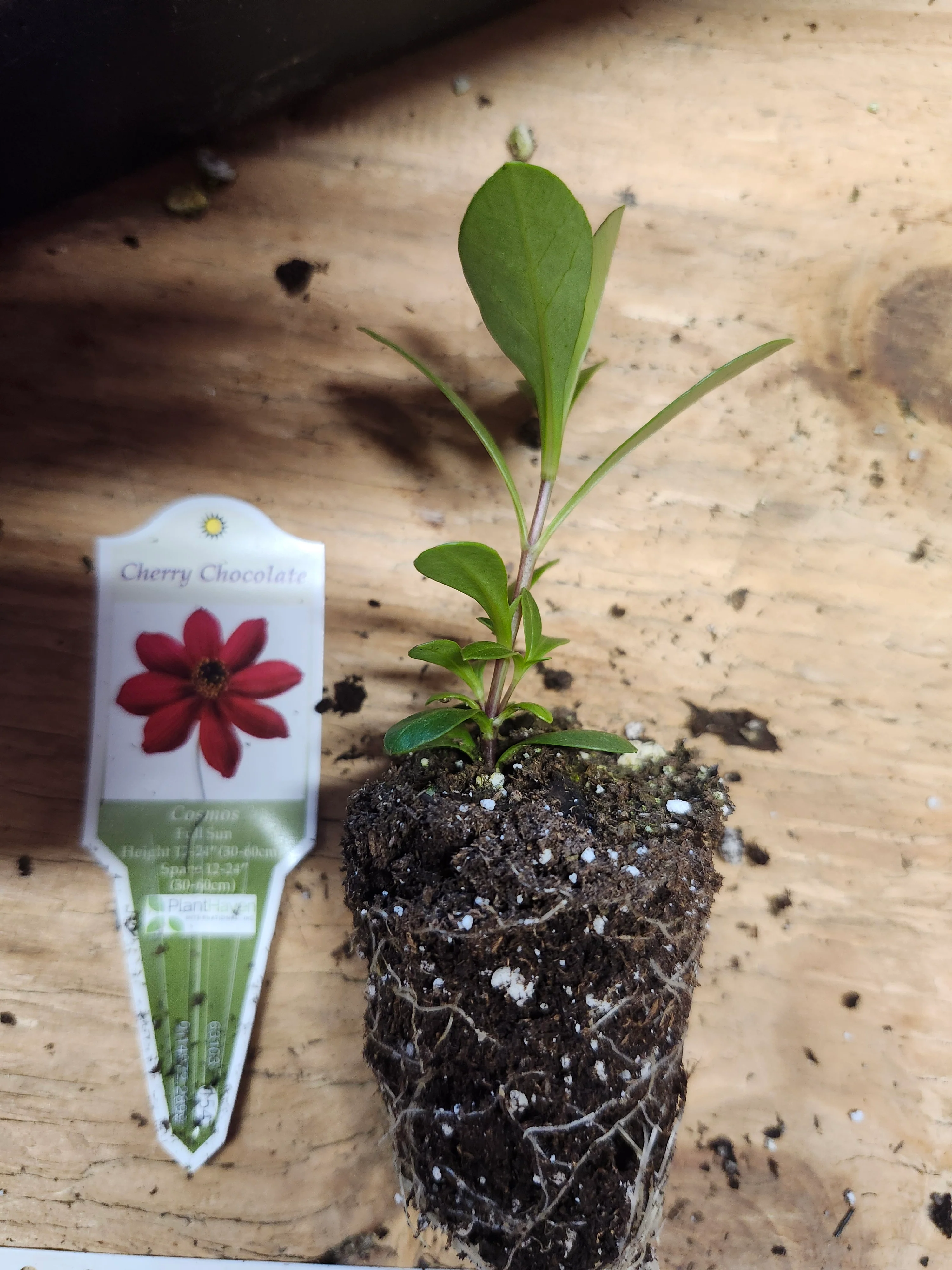 Cherry Chocolate Cosmos - Image 3