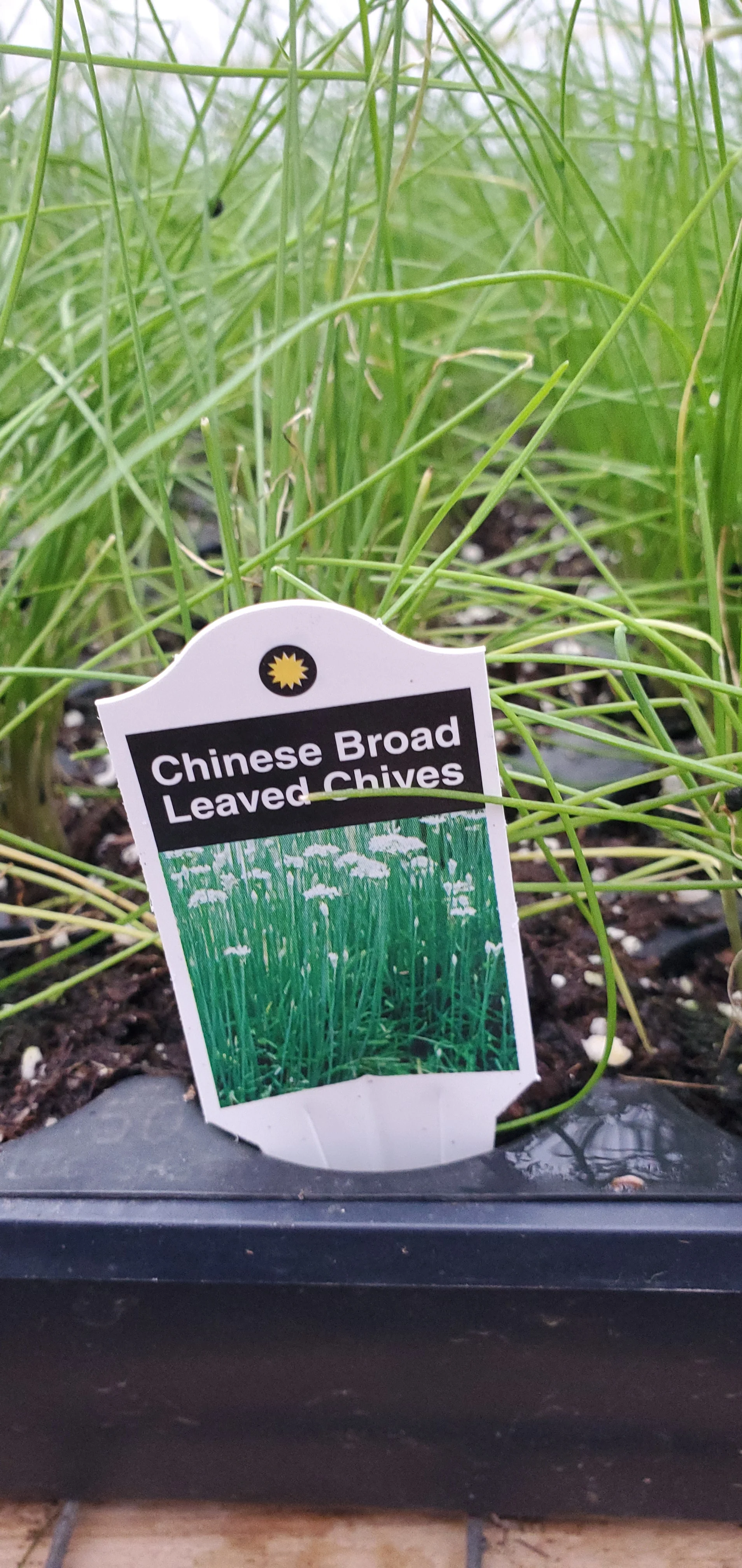 Chinese Broad-Leaved Chives